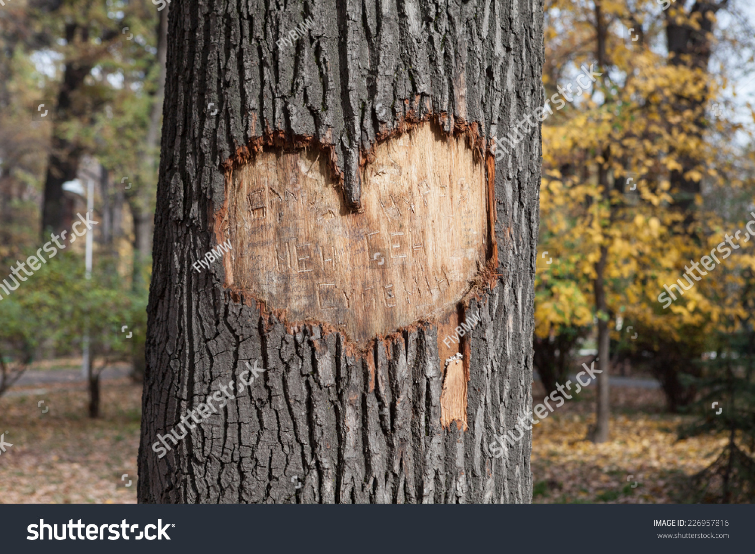 Tree Carved Heart Stock Photo 226957816 - Shutterstock