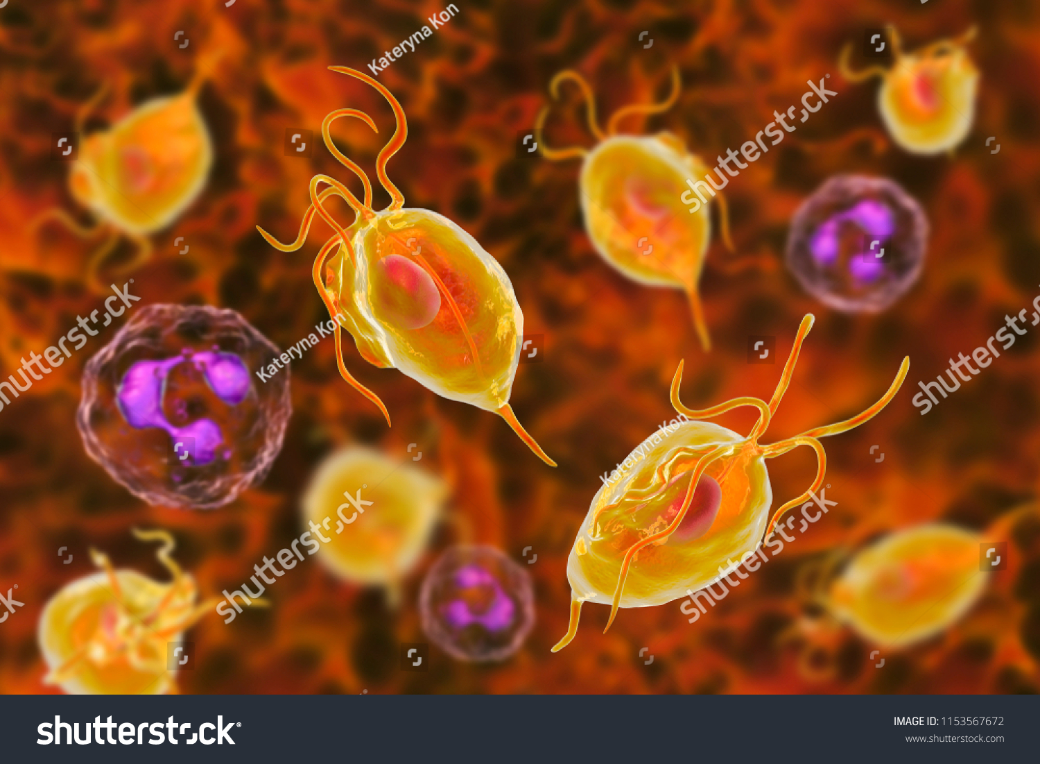 Trichomonas Vaginalis Protozoan Neutrophils D Illustration