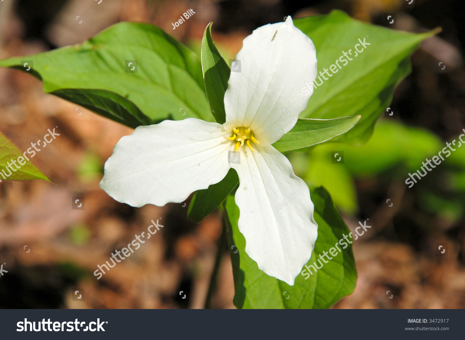 Trillium Ontarios Provincial Flower Stock Photo 3472917 Shutterstock