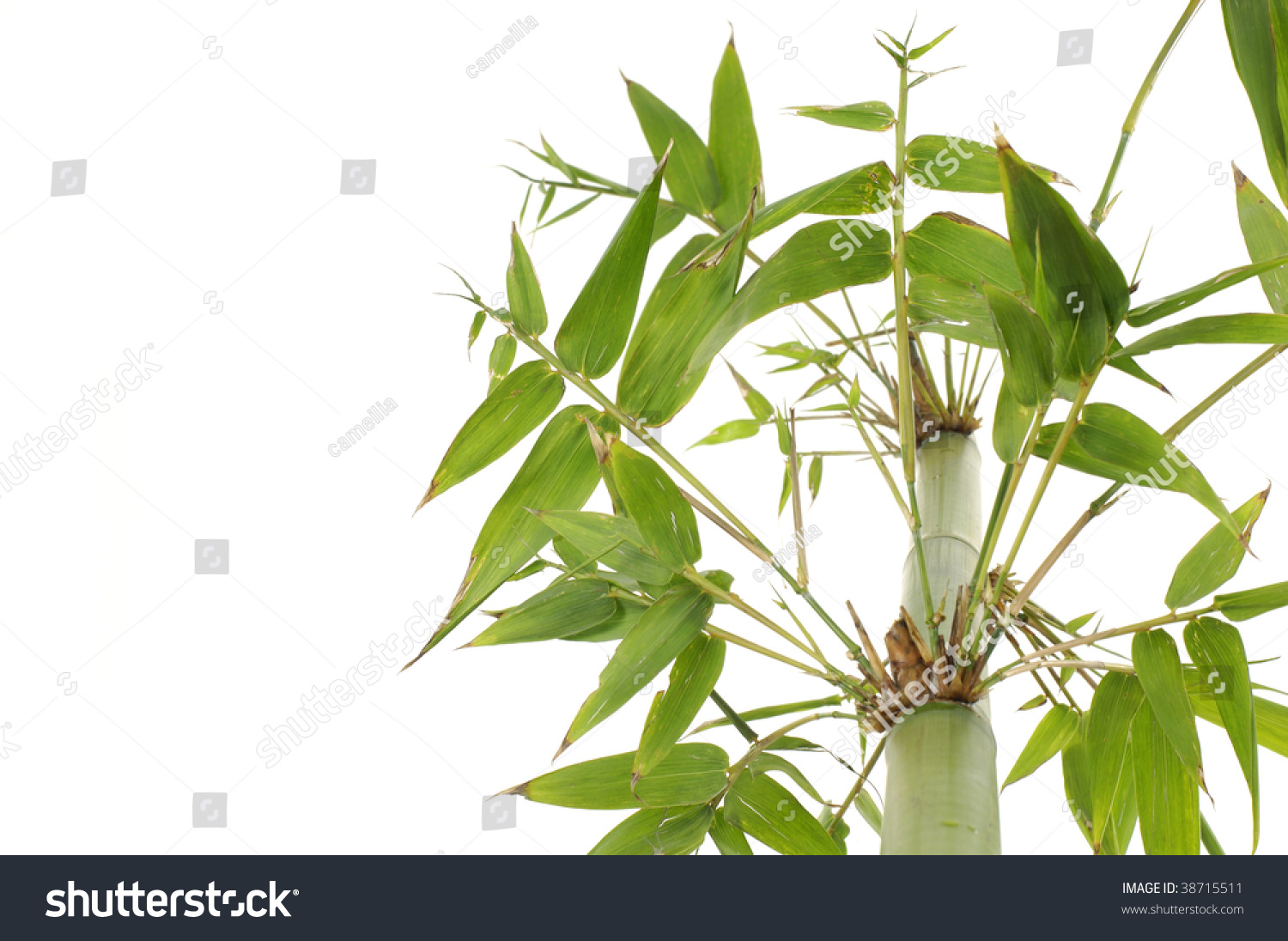 Tropical Bamboo Stem Leaves Stock Photo 38715511 Shutterstock