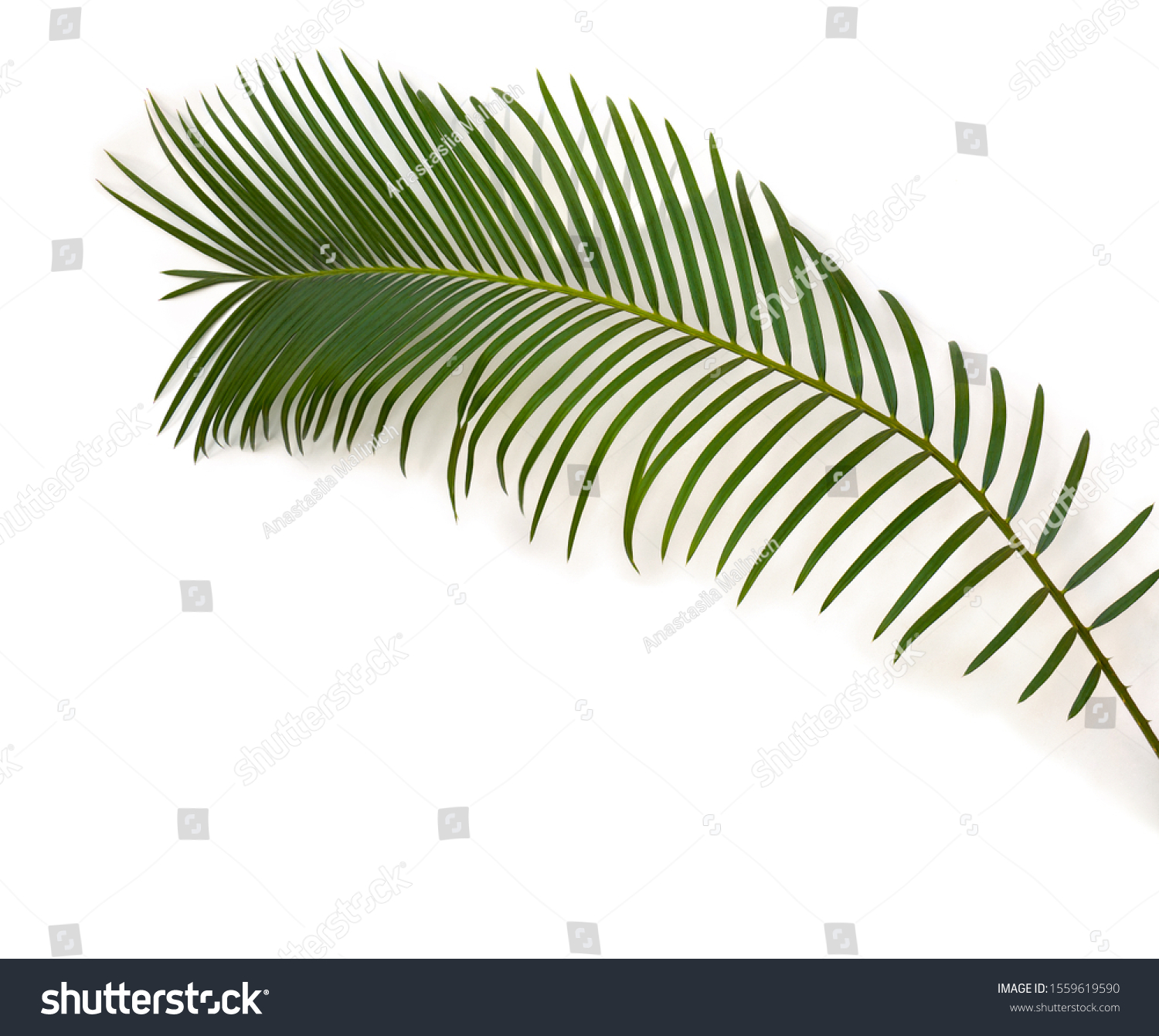 Tropical Leaf Palm Tree Cycas Revoluta Stock Photo 1559619590