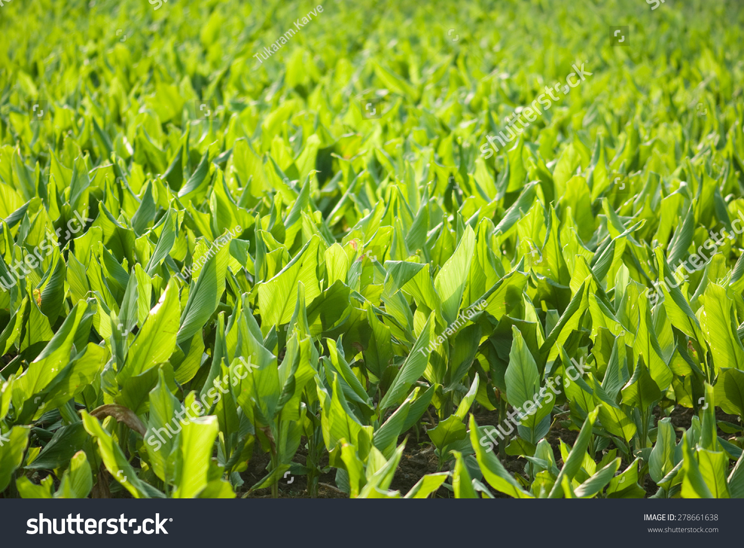 Turmeric Curcuma Longa Crop Farm Salunkwadi Stock Photo 278661638