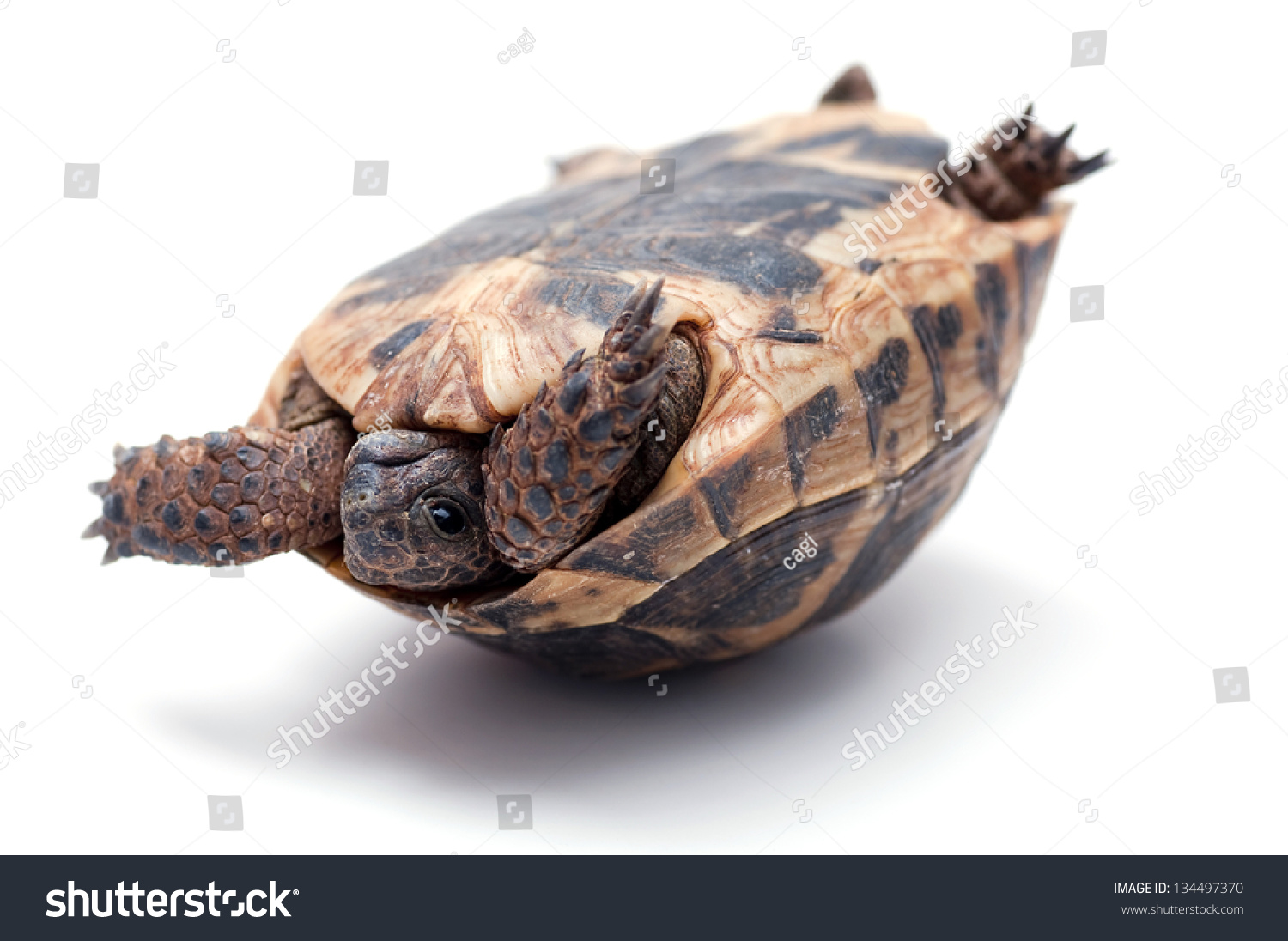 213 imágenes de Turtle upside down Imágenes fotos y vectores de