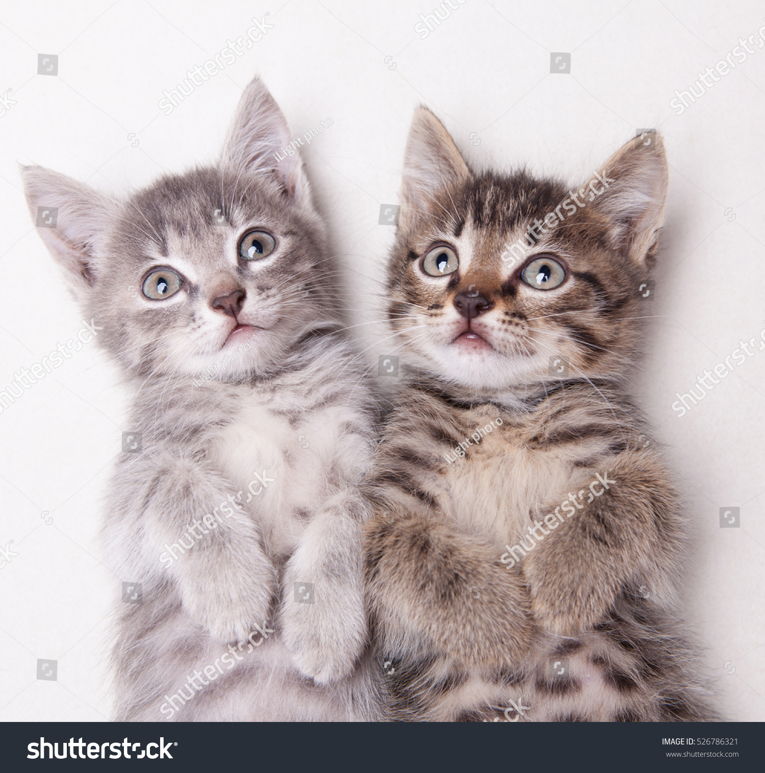 Two adorable kittens lying together looking above the camera on a white background Two adorable kittens lying together looking above the camera on a white background