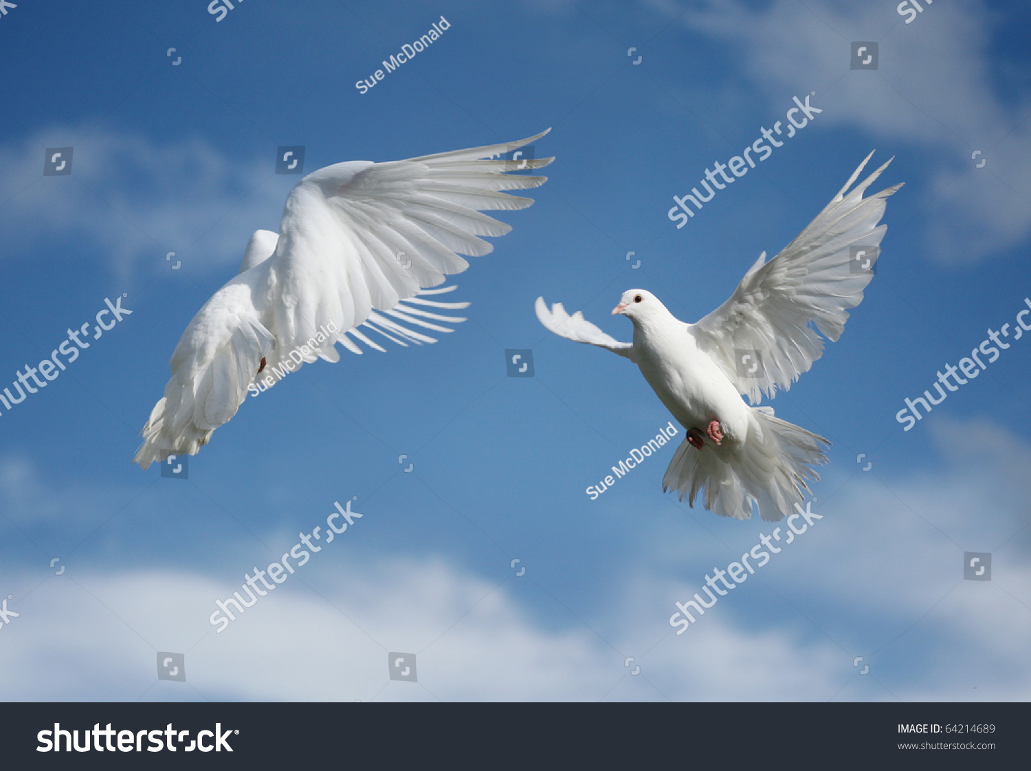 Two Beautiful White Doves In Flight Stock Photo 64214689 Shutterstock