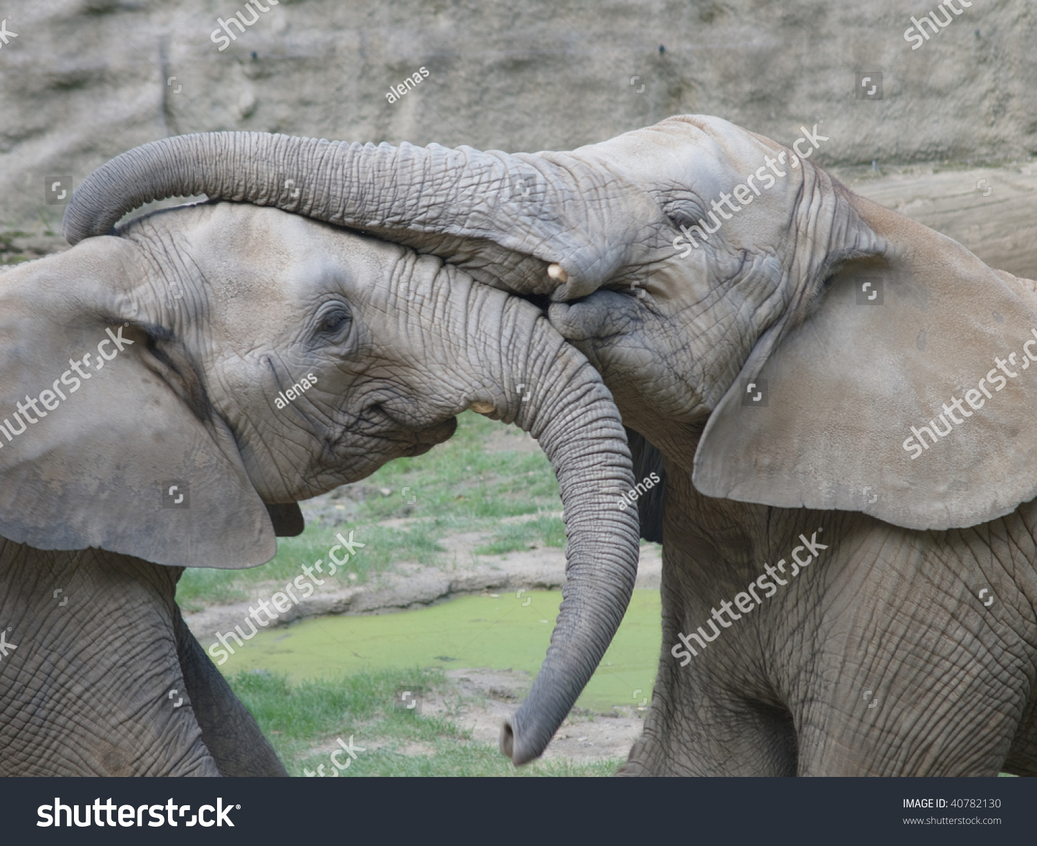 cozy hugs elephant