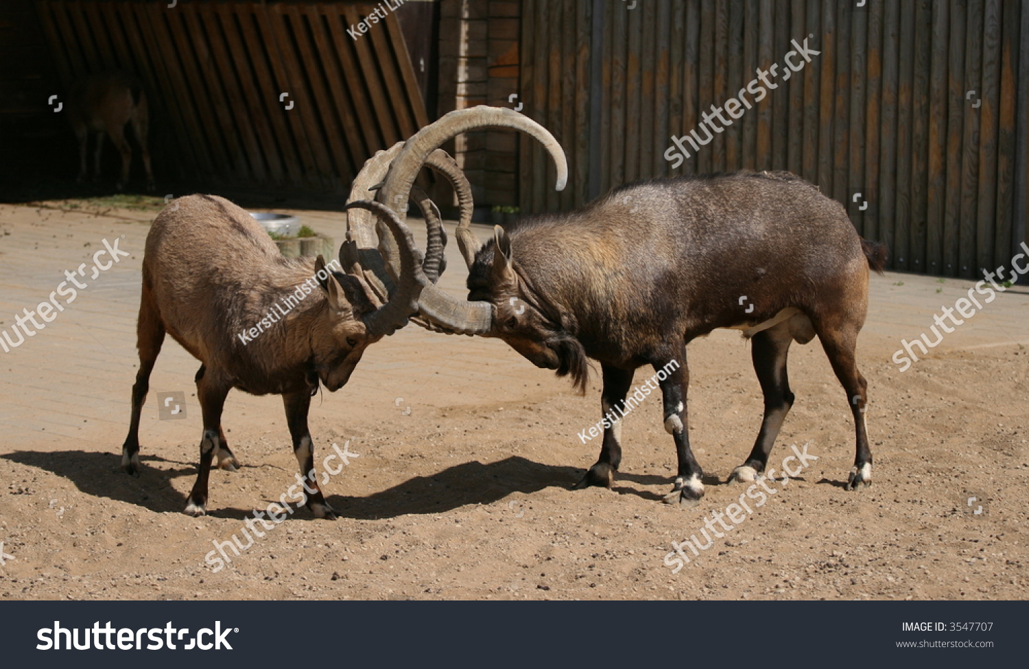 two-goats-fighting-stock-photo-3547707-shutterstock