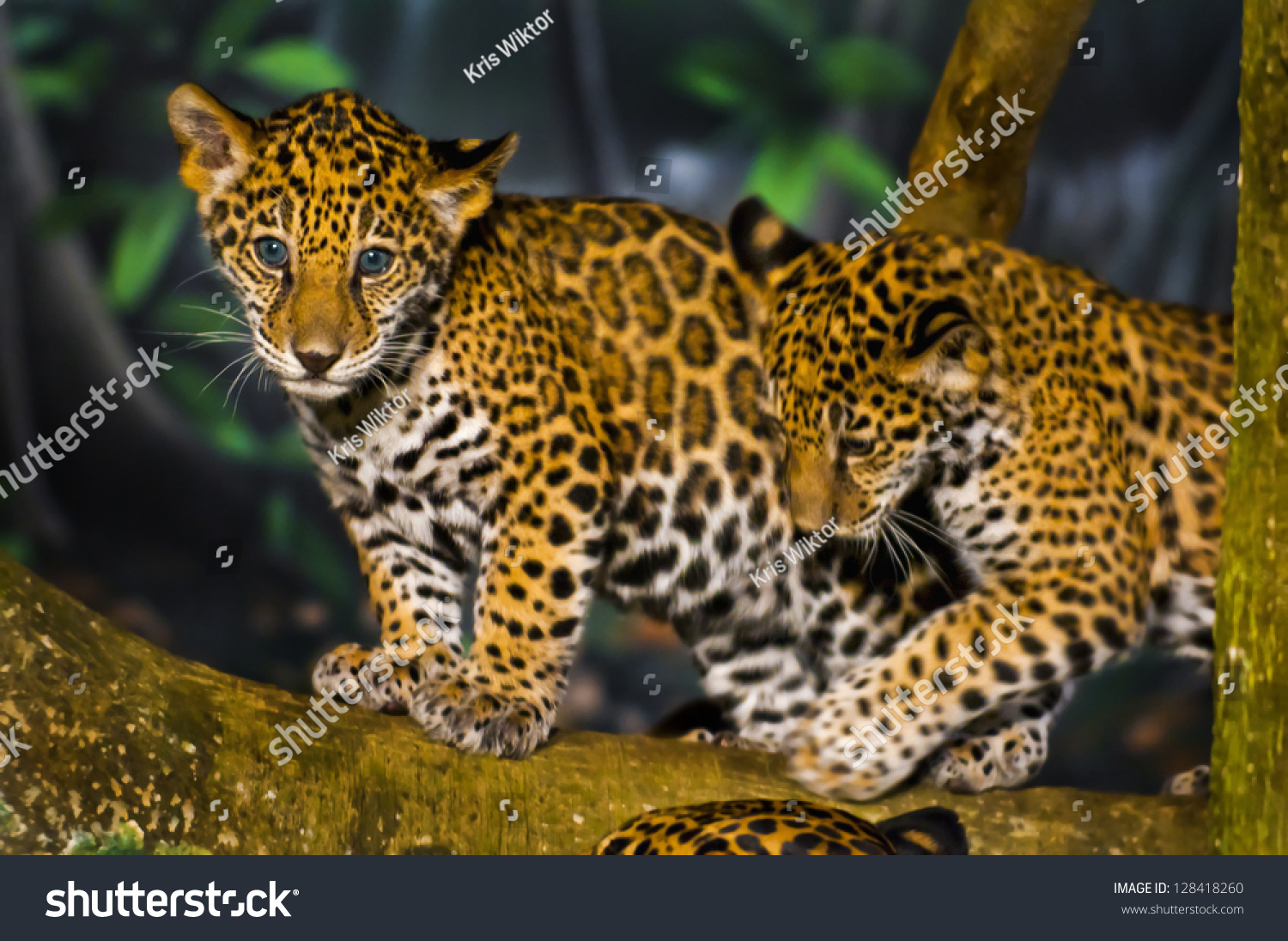 Two Little Jaguar Cubs Playing On Stock Photo 128418260 Shutterstock