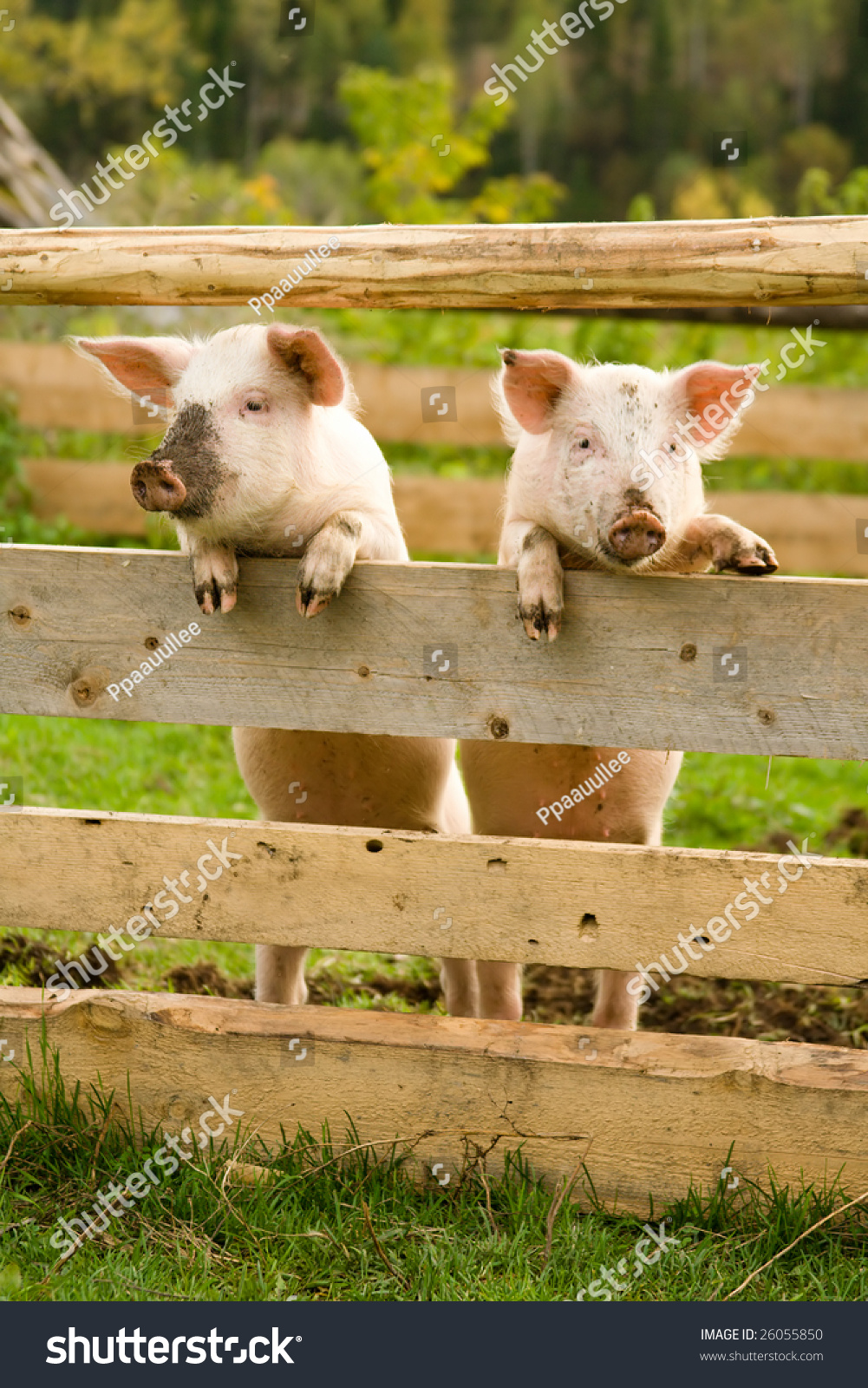 two-pigs-stand-on-hinder-legs-stock-photo-26055850-shutterstock