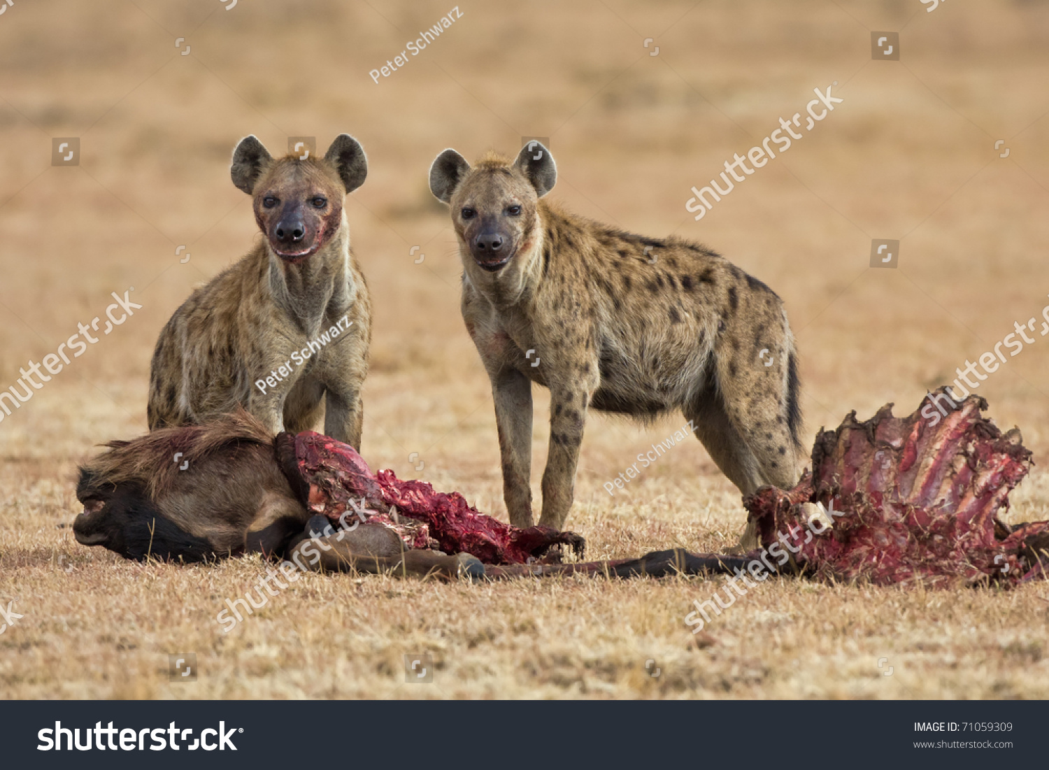 Two Spotted Hyena Eating Prey Savanna Stock Photo 71059309 - Shutterstock