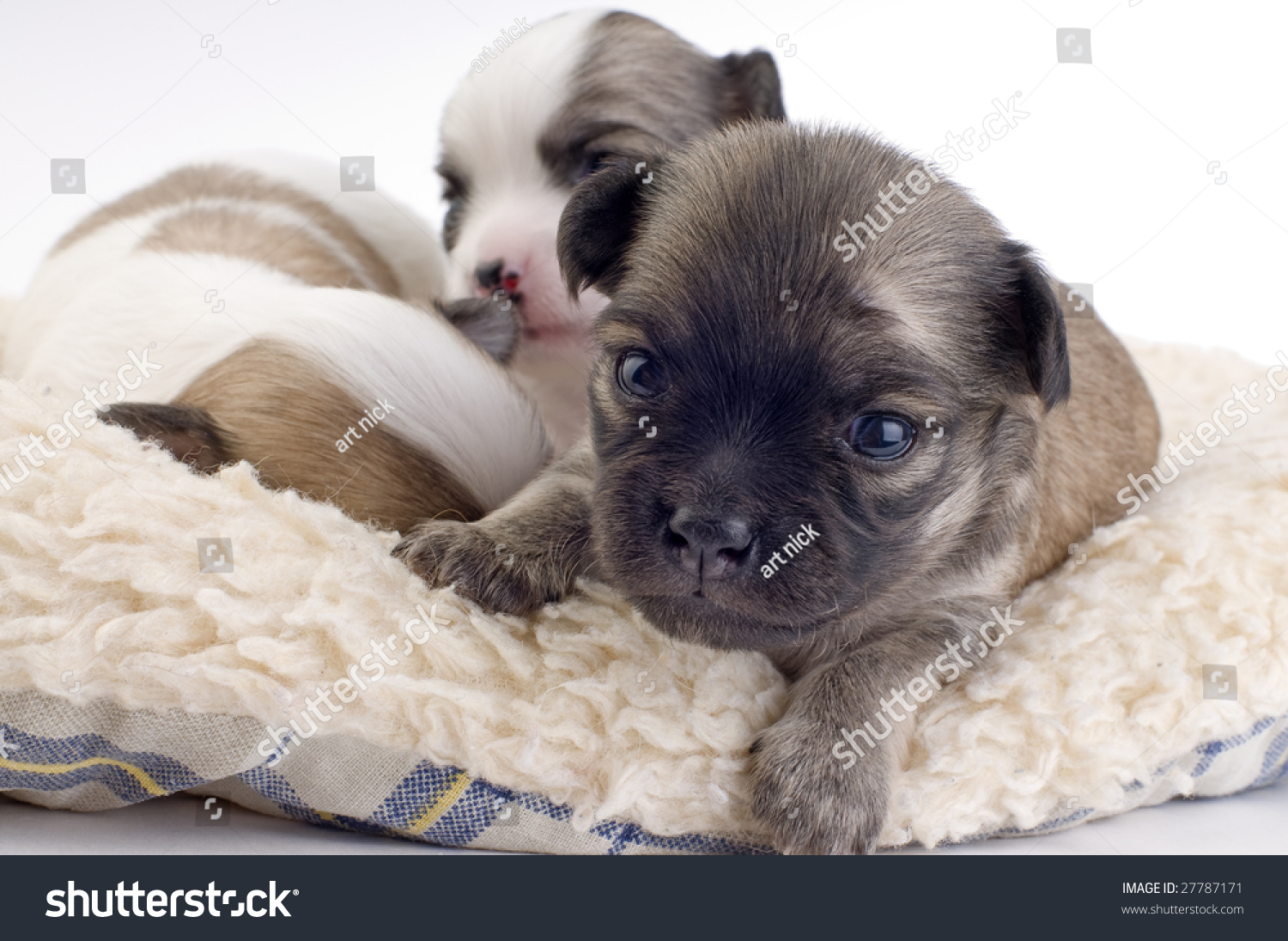 Two Weeks Old Chihuahua Puppies Stock Photo 27787171 : Shutterstock