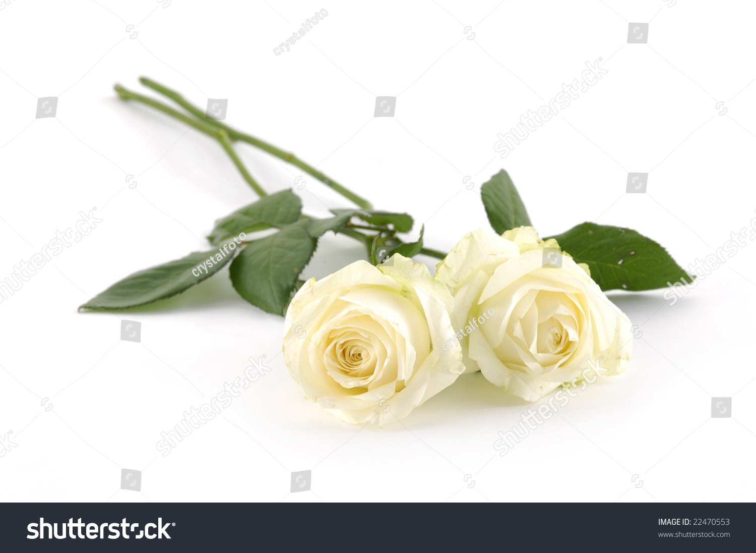 Two White Roses On White Stock Photo 22470553 Shutterstock