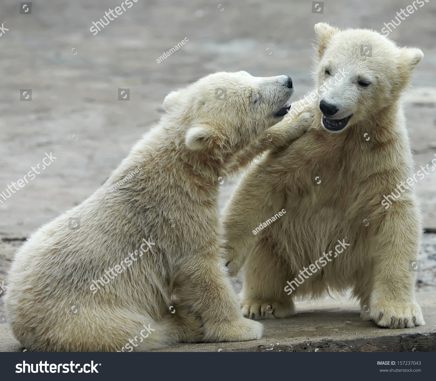 cuddly polar bear