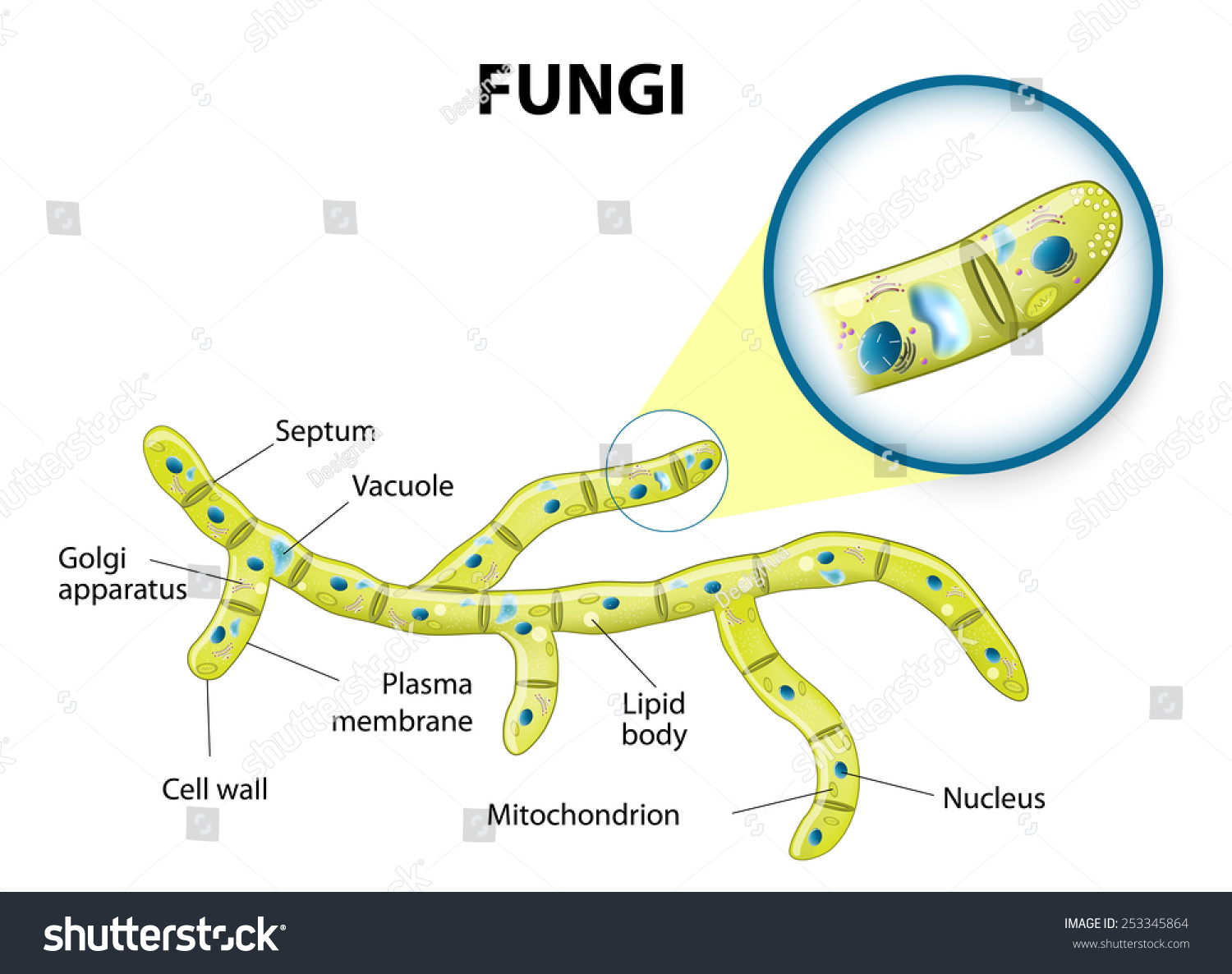 Typical Fungi Cell. Fungal Hyphae. Structure Fungi. Diagram