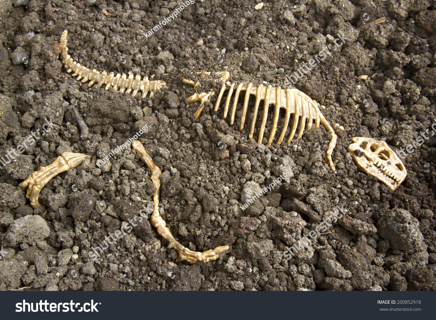 archaeologist digging dinosaur bones