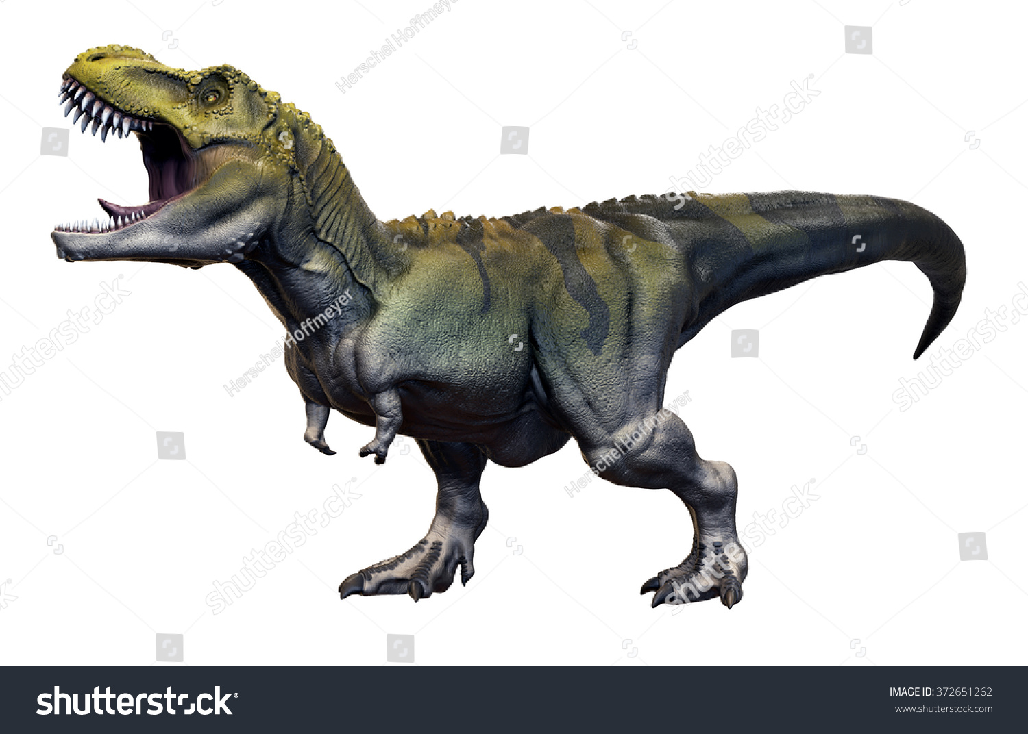 Tyrannosaurus Rex 3d Render On Isolated White Background Imagen De