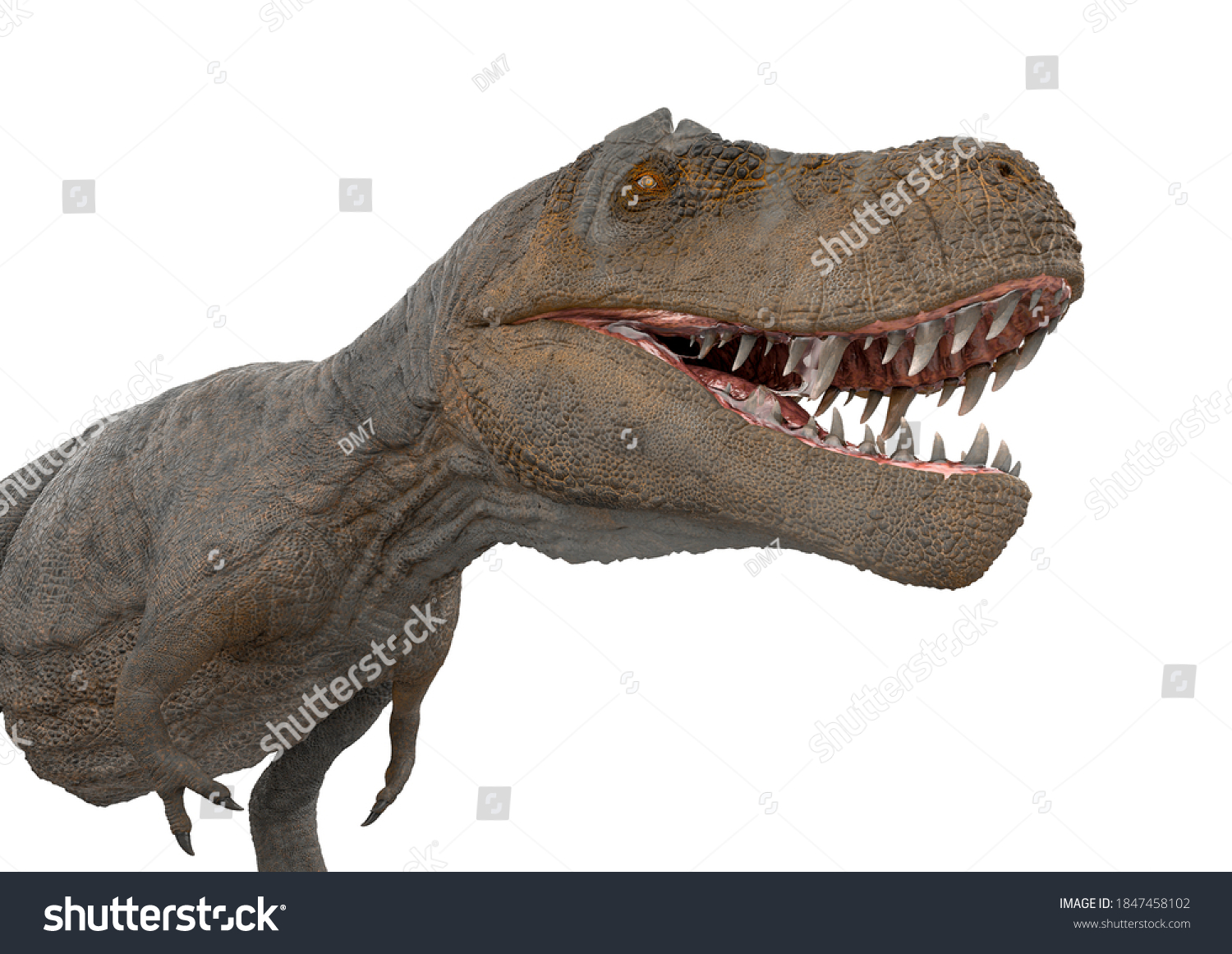 Tyrannosaurus Rex Side View 3d Illustration Stock Illustration 1847458102