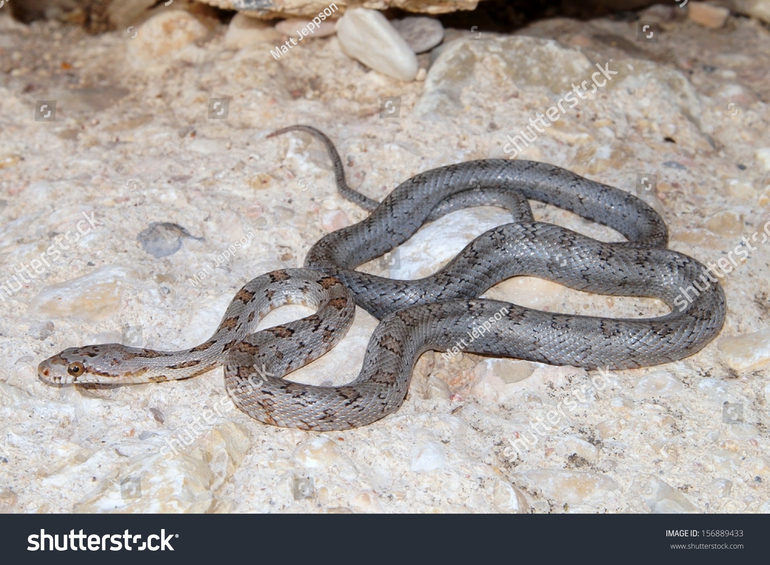 Uncommon West Texas Snake, A Juvenile Baird'S Ratsnake, Pantherophis (Elaphe) Bairdi ...1500 x 1101
