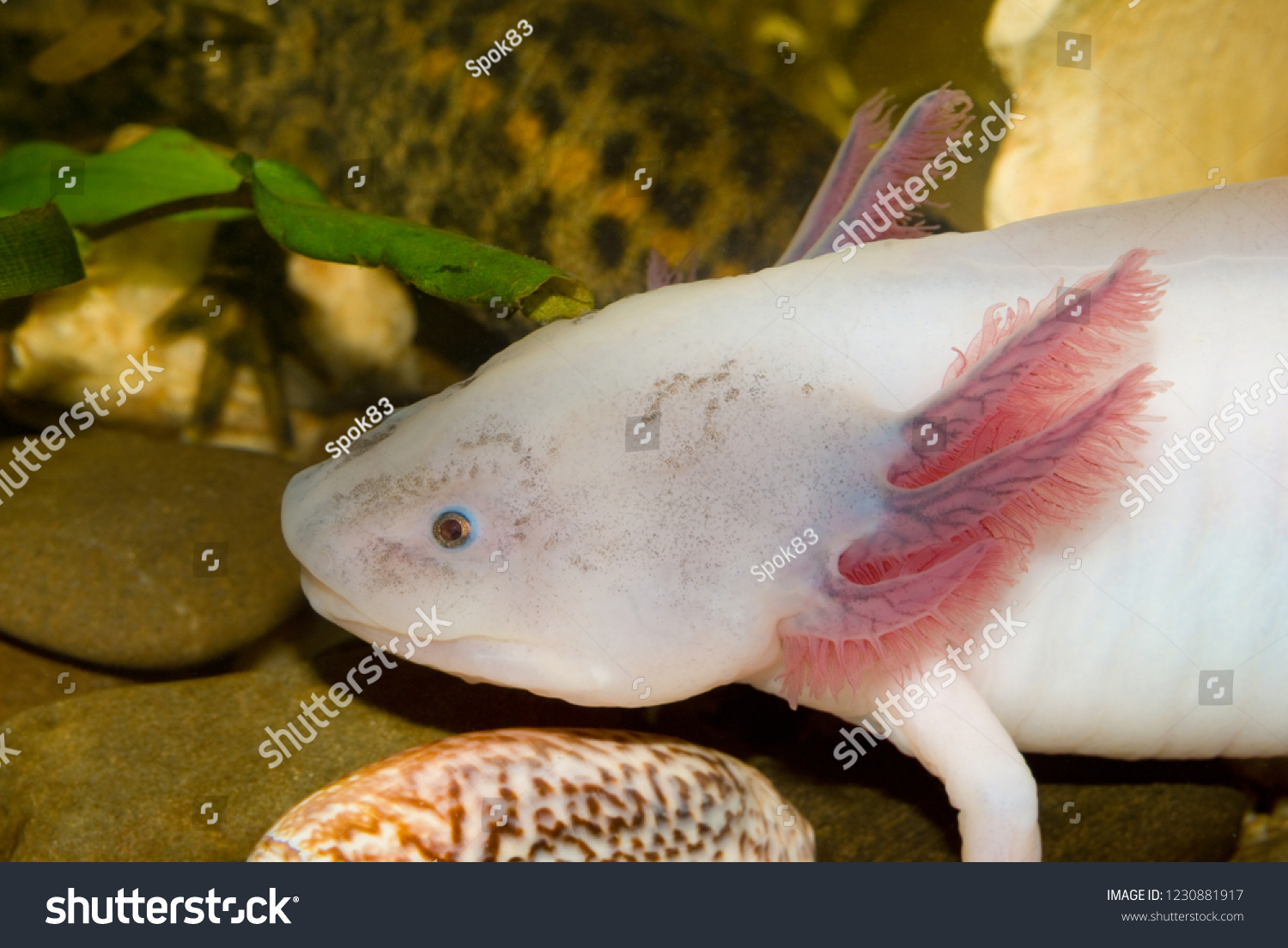 Underwater Axolotl Portrait Close Aquarium Mexican Stock Photo Edit