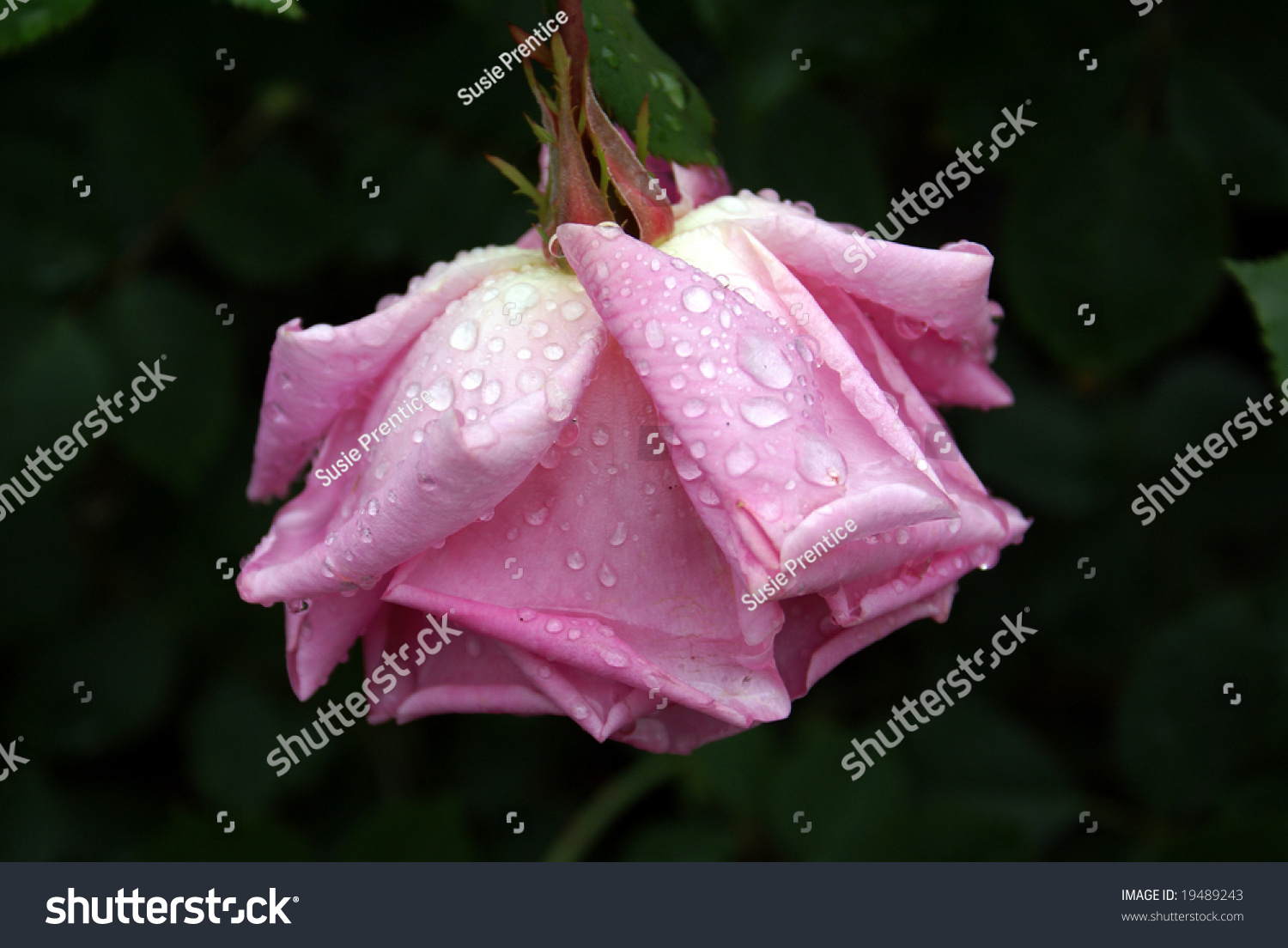 upside-down-rose-stock-photo-19489243-shutterstock