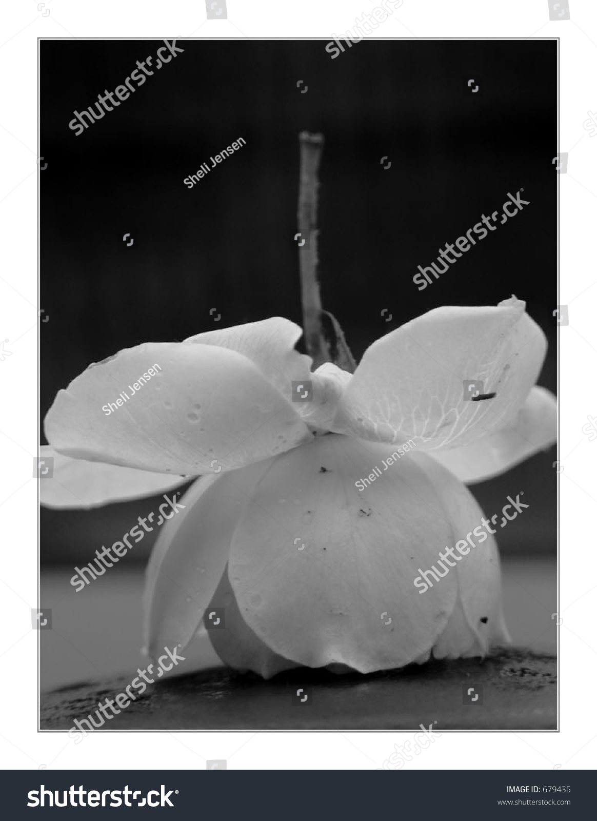 upside-down-rose-stock-photo-679435-shutterstock