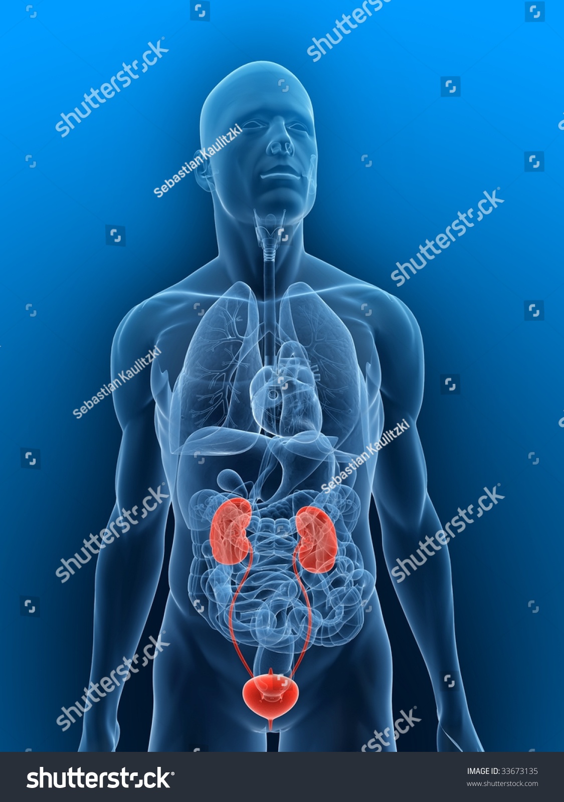 Urinary System Stock Photo Shutterstock