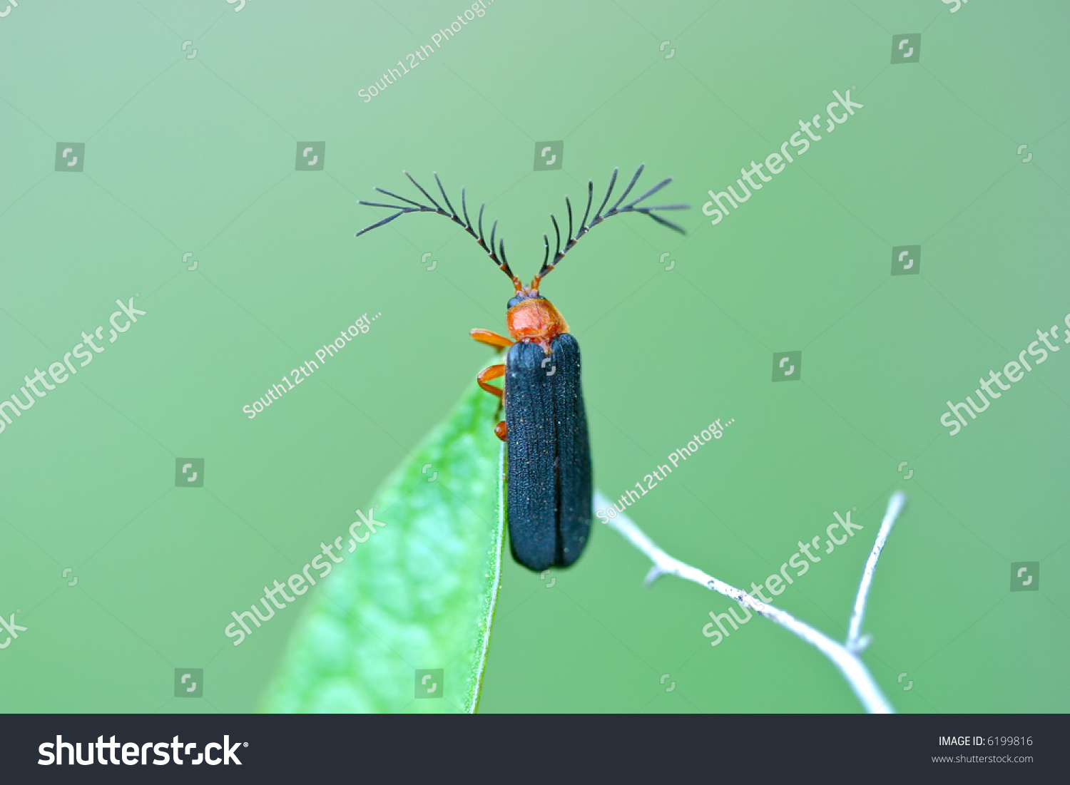 Usual Firefly, Pterotus Obscuripennis, With Large Antennae Stock Photo 