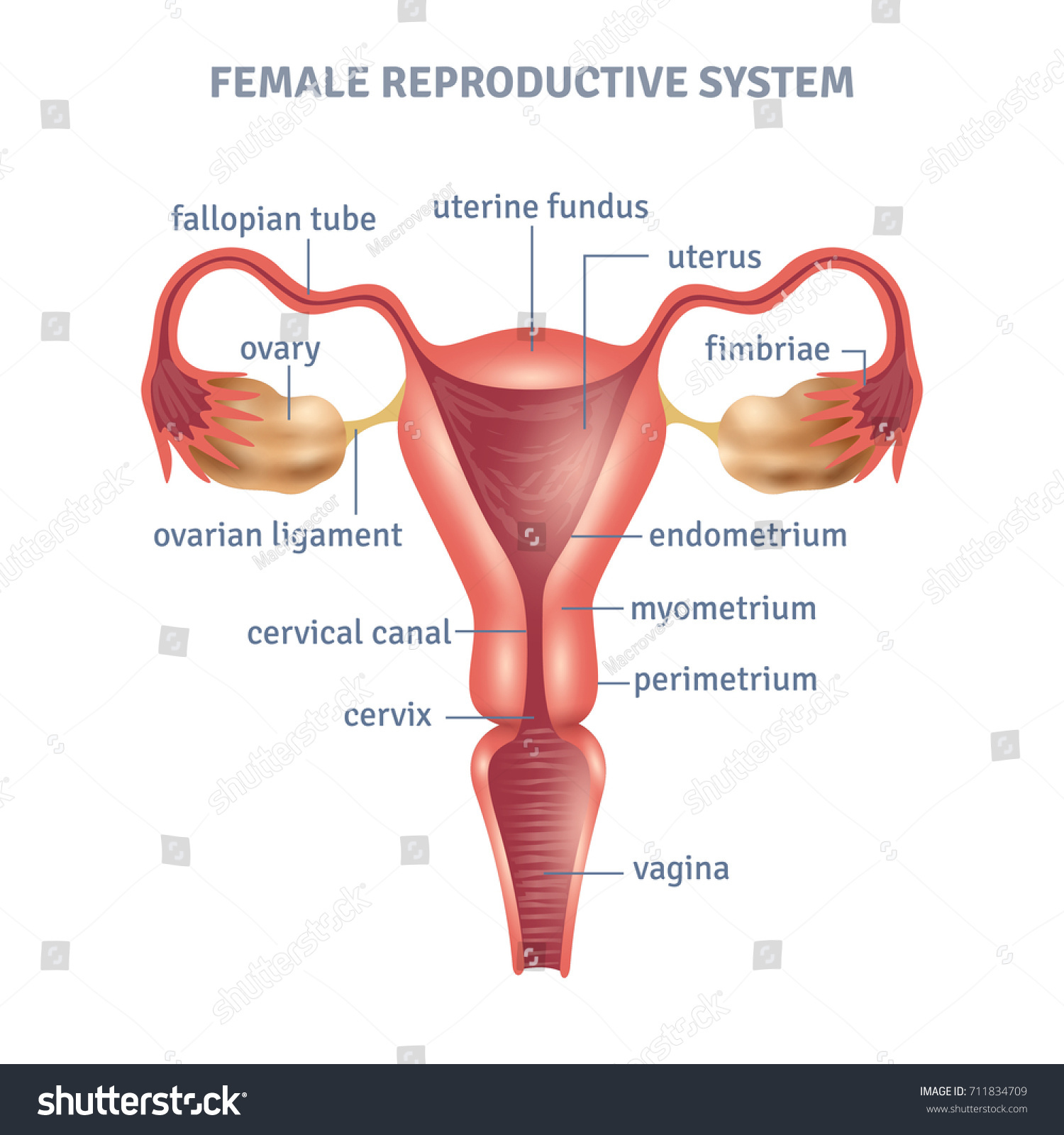 Uterus Medical Poster Female Reproductive System Stock Illustration