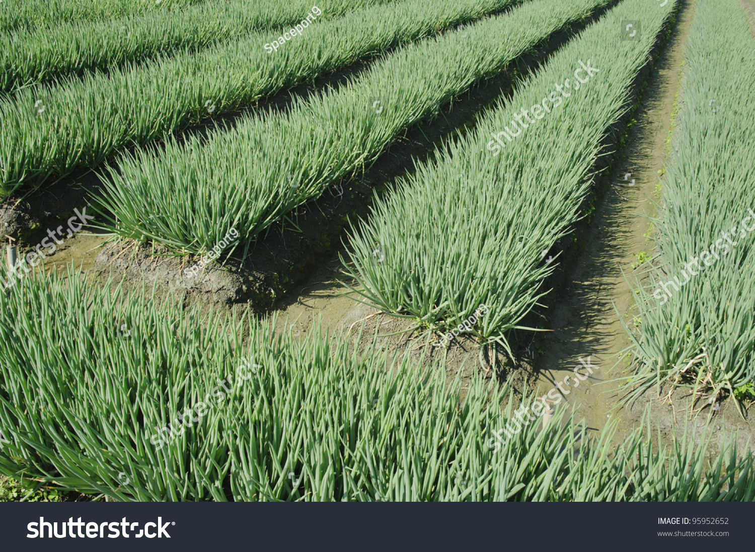 Vegetable Farm Of Harvesting Green Onion. Stock Photo 95952652