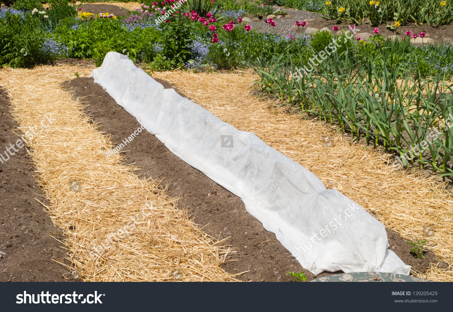 Vegetable Garden In Early Spring With Straw Mulch Stock Photo 139205429