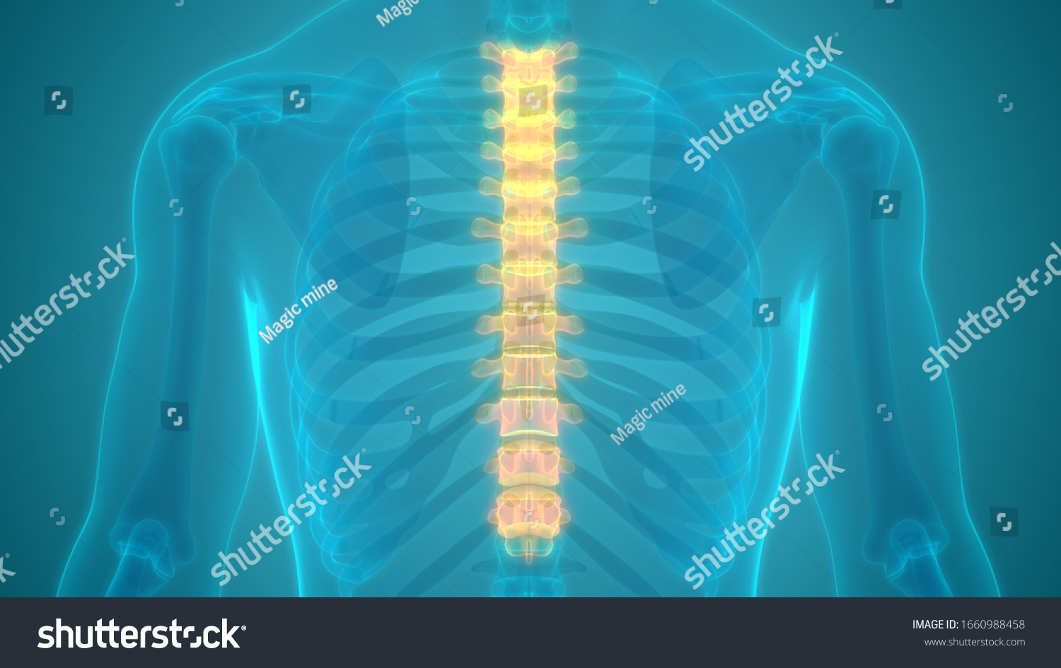 Vertebral Column Thoracic Vertebrae Human Skeleton Illustrazione Stock