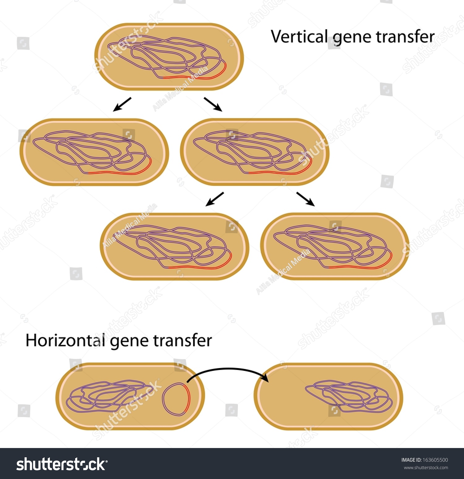 Vertical Versus Horizontal Gene Transfer In Bacteria Stock Photo 