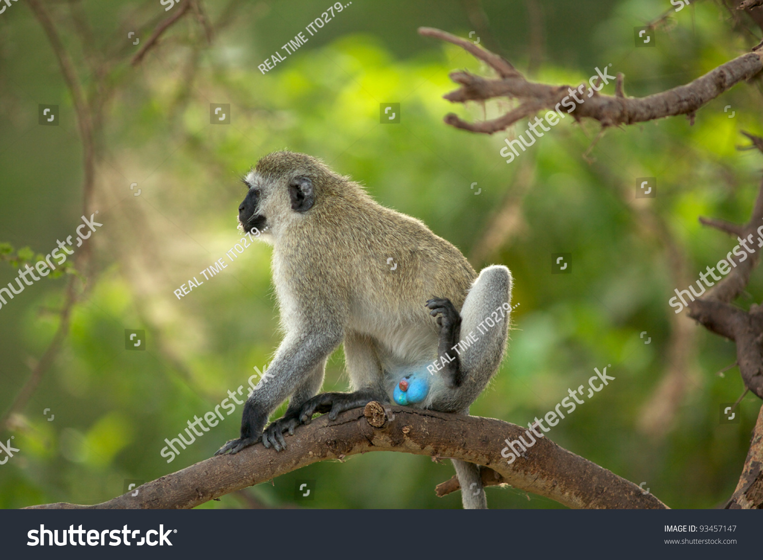 Vervet Monkey Blue Ball Monkey Tarangire National Park Tanzania Africa Stock Photo