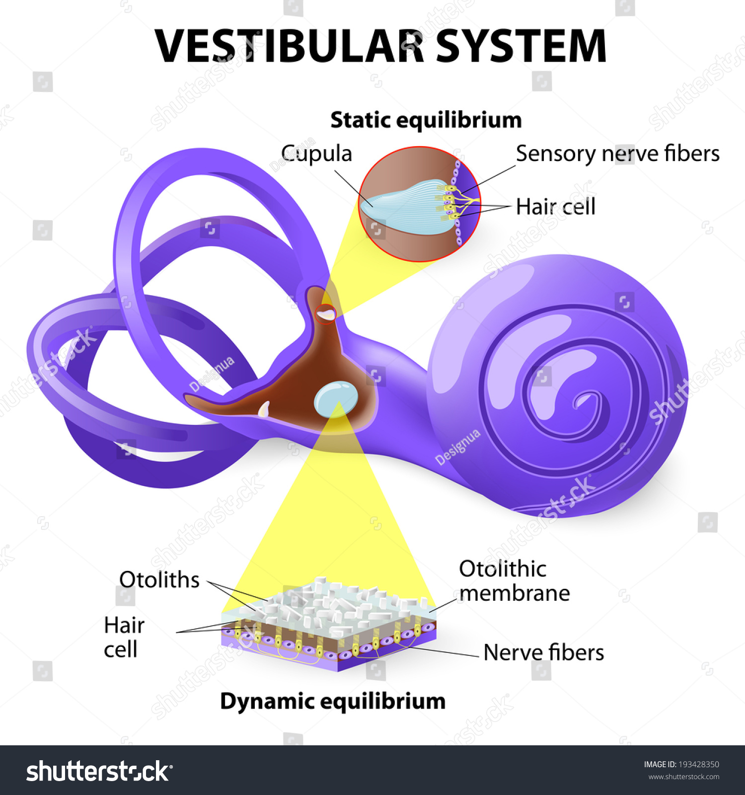 Vestibular System Inner Ear Relationship Balance Stock Illustration 193428350 Shutterstock