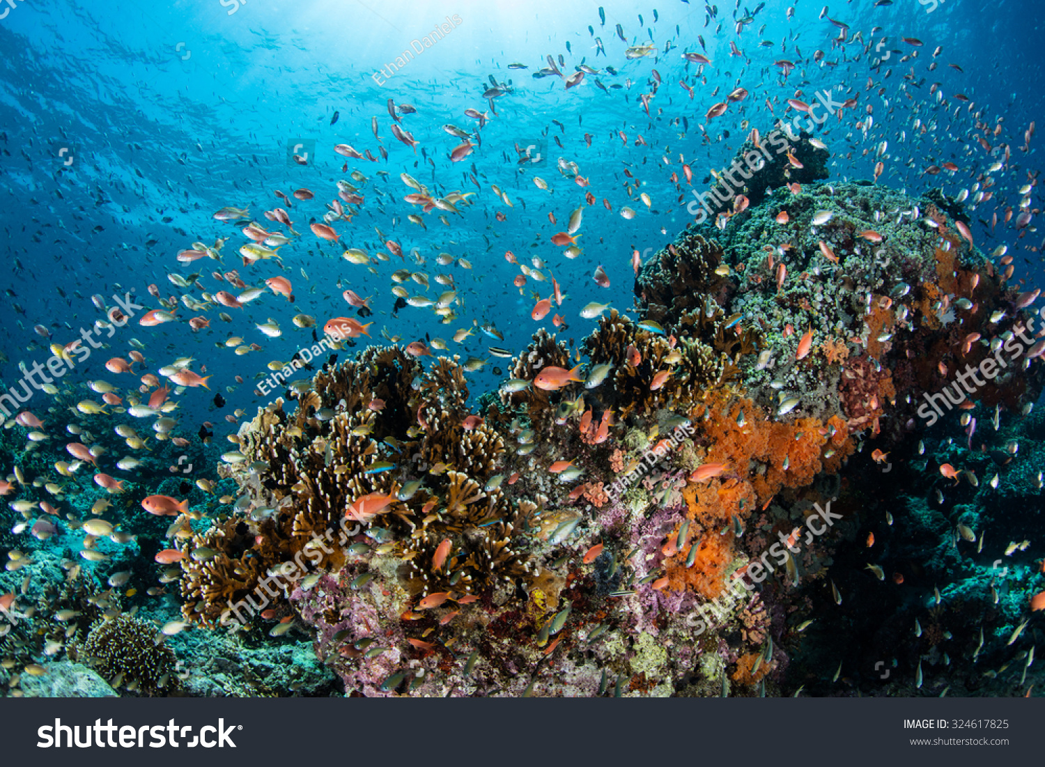 Vibrant Reef Fish Feed On Plankton Stock Photo Shutterstock