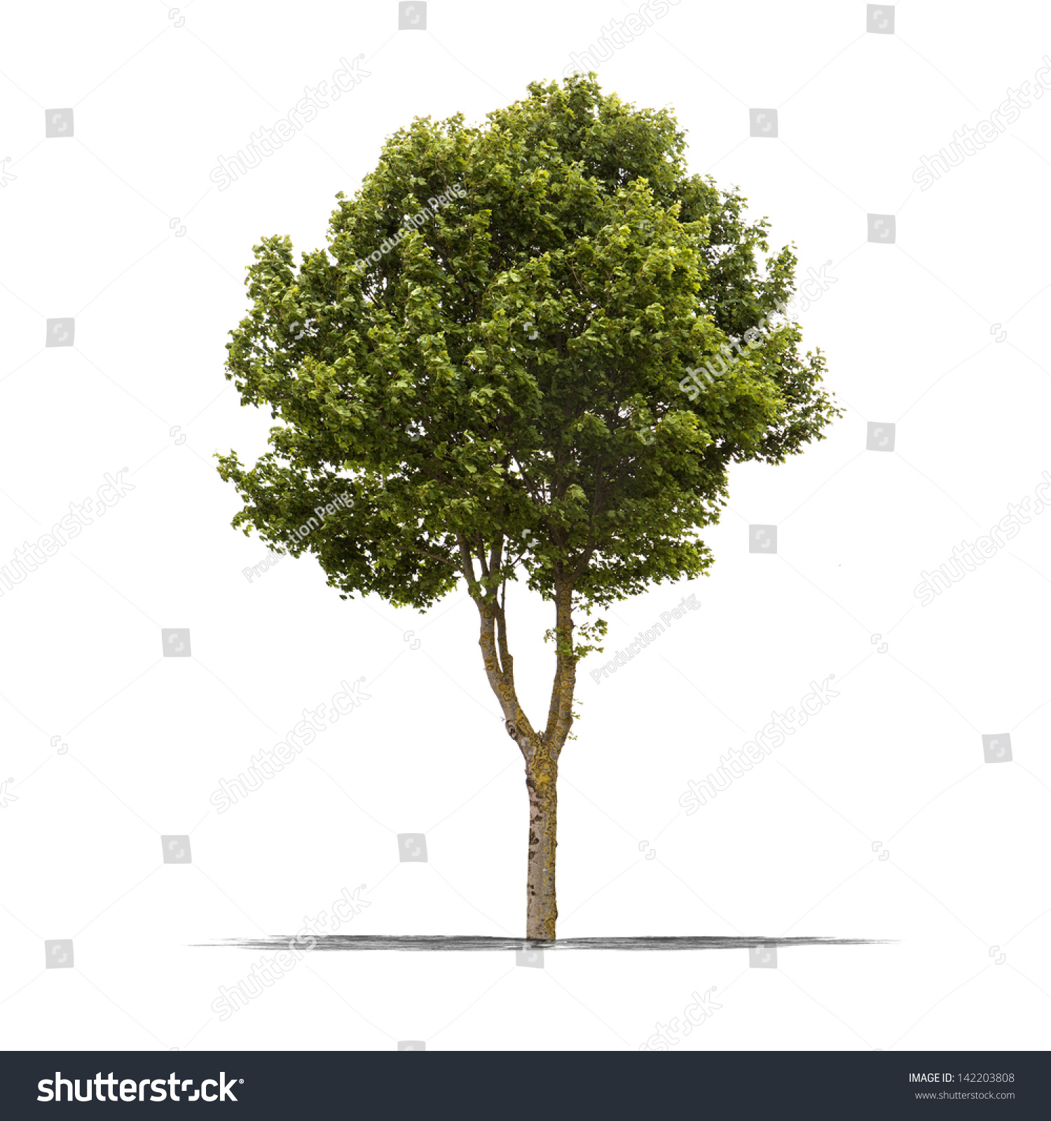 View Of A High Resolution Green Tree Isolated On A White Background