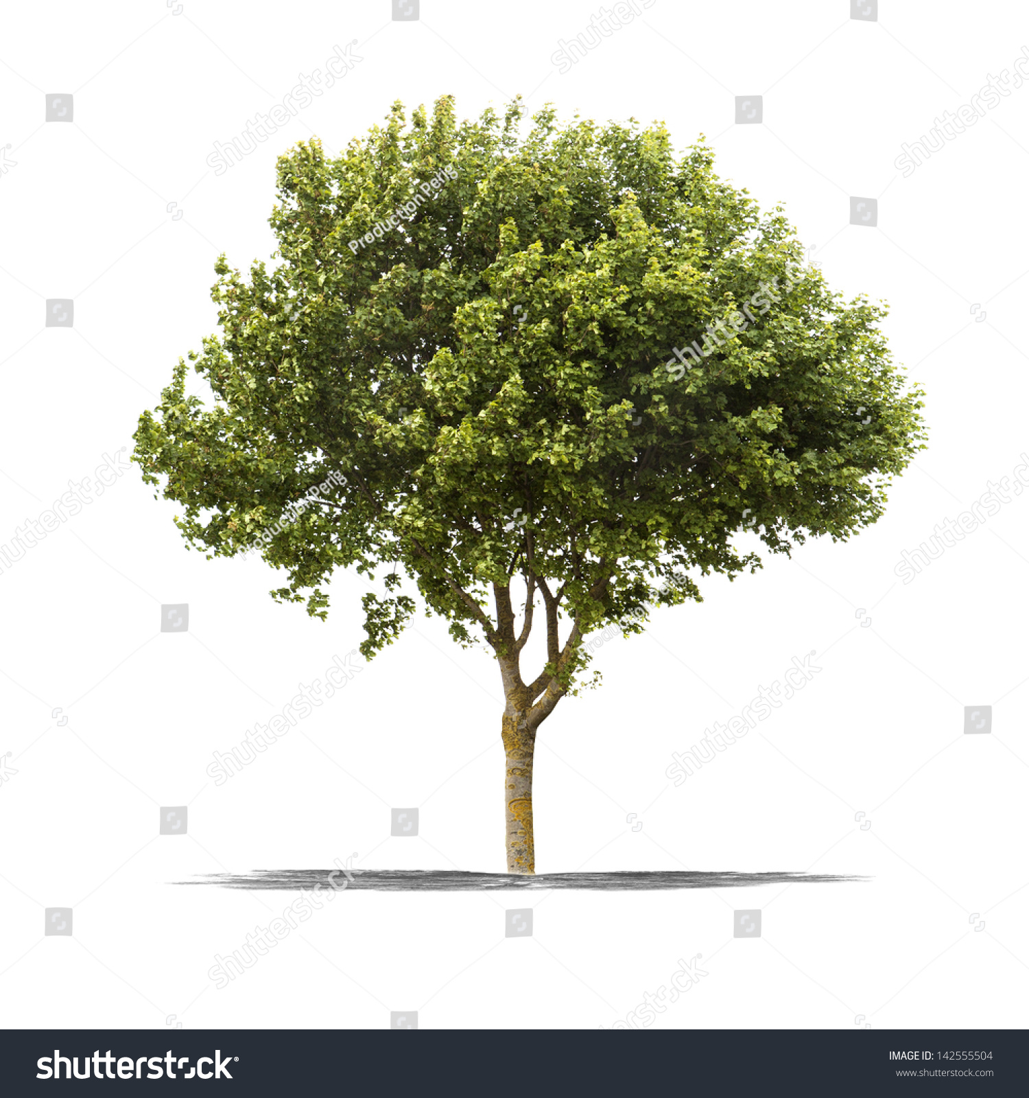 View High Resolution Green Tree Isolated Stock Photo 142555504