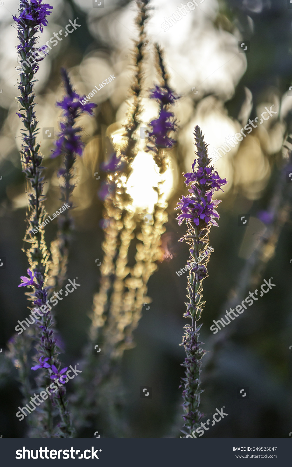 View Of Beautiful Purple Flowers At Sunset Stock Photo ...