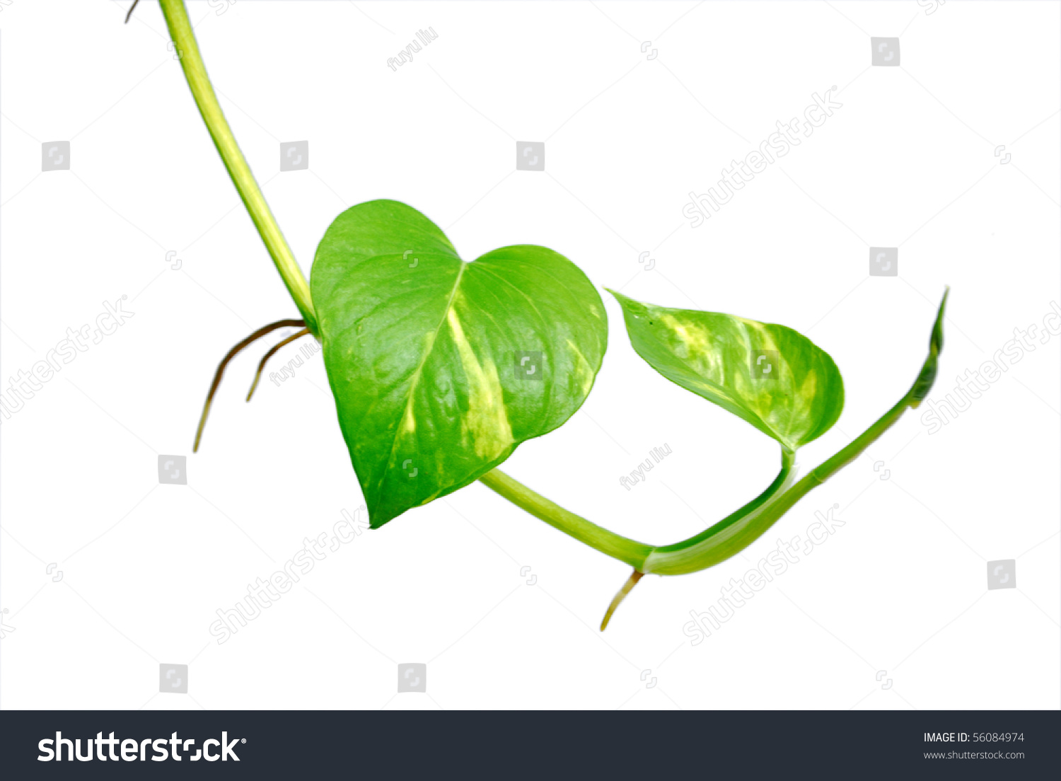 Vine Isolated On White Background Stock Photo 56084974 : Shutterstock