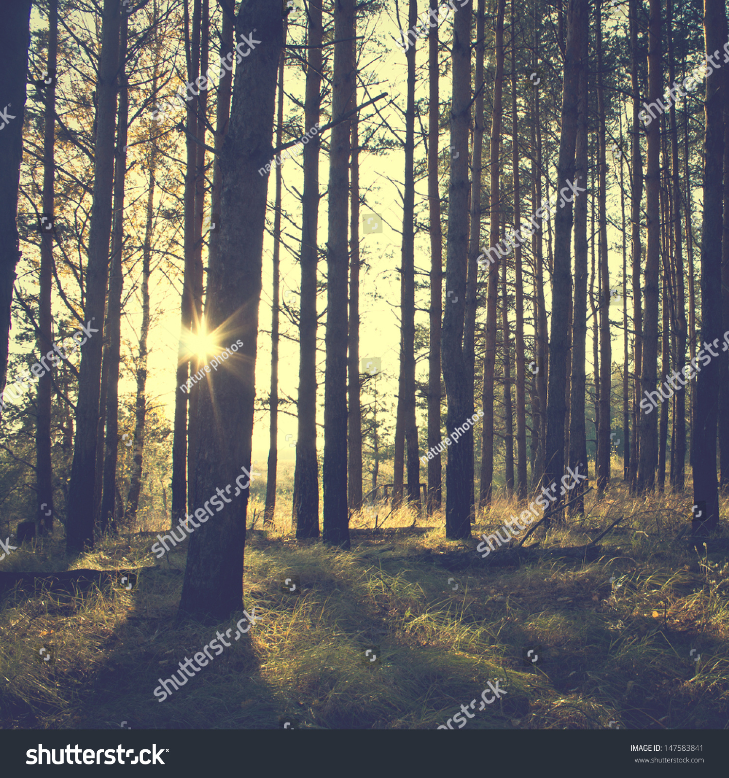 Vintage Forest Background Stock Photo 147583841 : Shutterstock