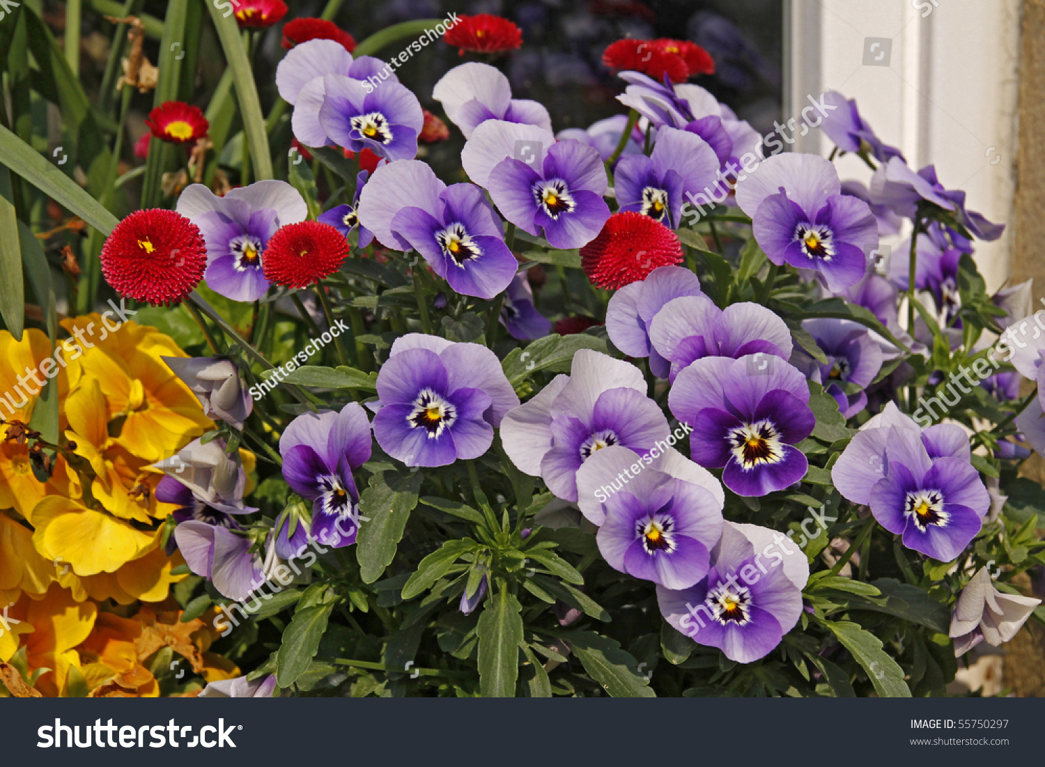 Violets And Daisies In Front Of A Windowsill Lawn Daisy Or Common