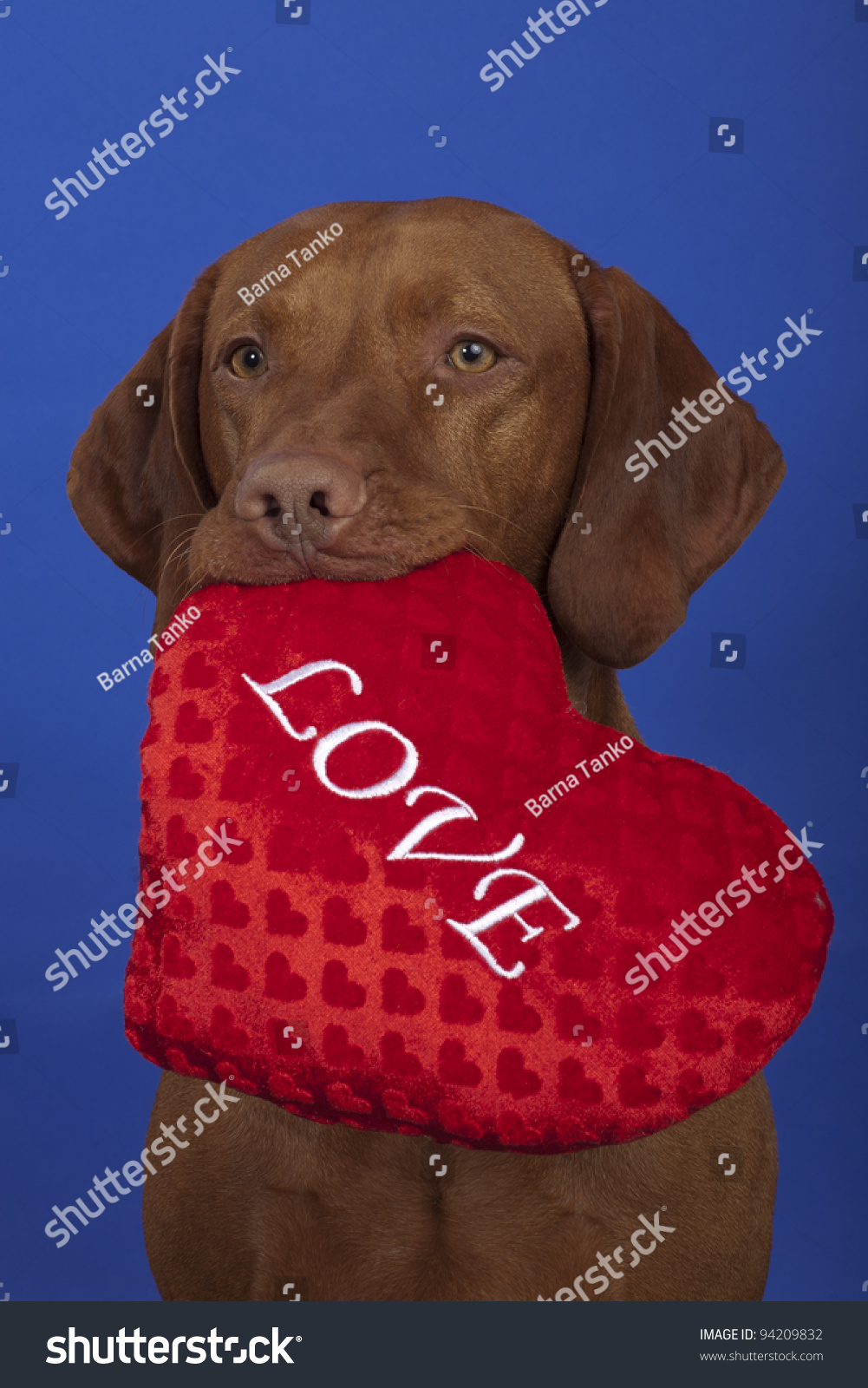 hungarian vizsla soft toy