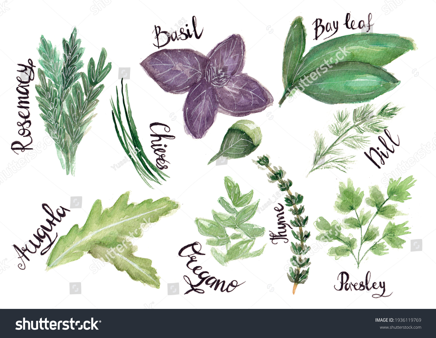 Watercolor Bright Set Various Herbs Such Stock Illustration 1936119769