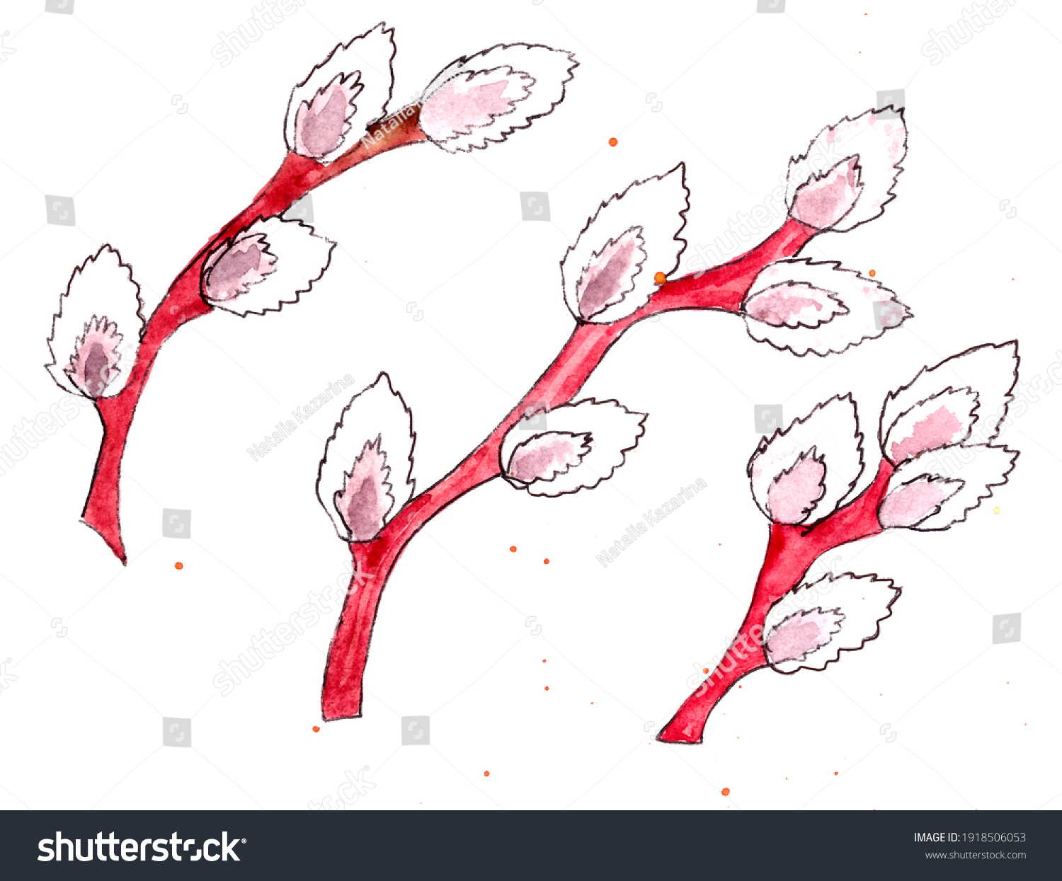 Watercolor Graphic Drawing Blooming Pussy Willow Stock Illustration