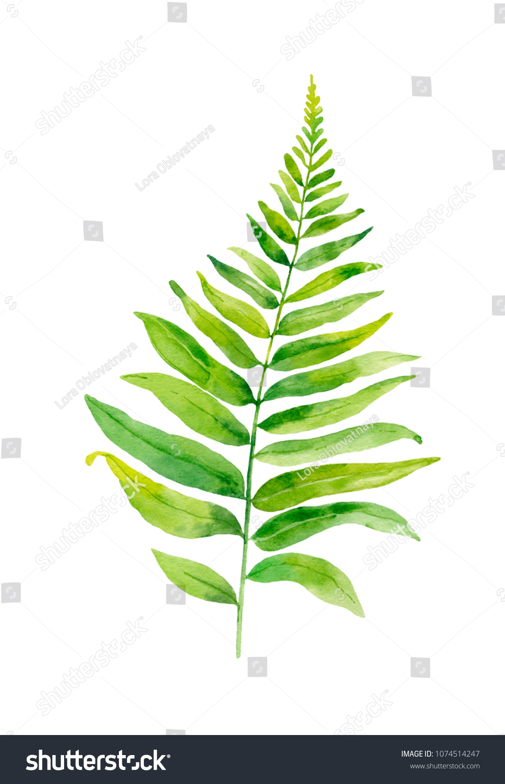 Watercolor Hand Painted Leaf Fern Plants Stock Illustration