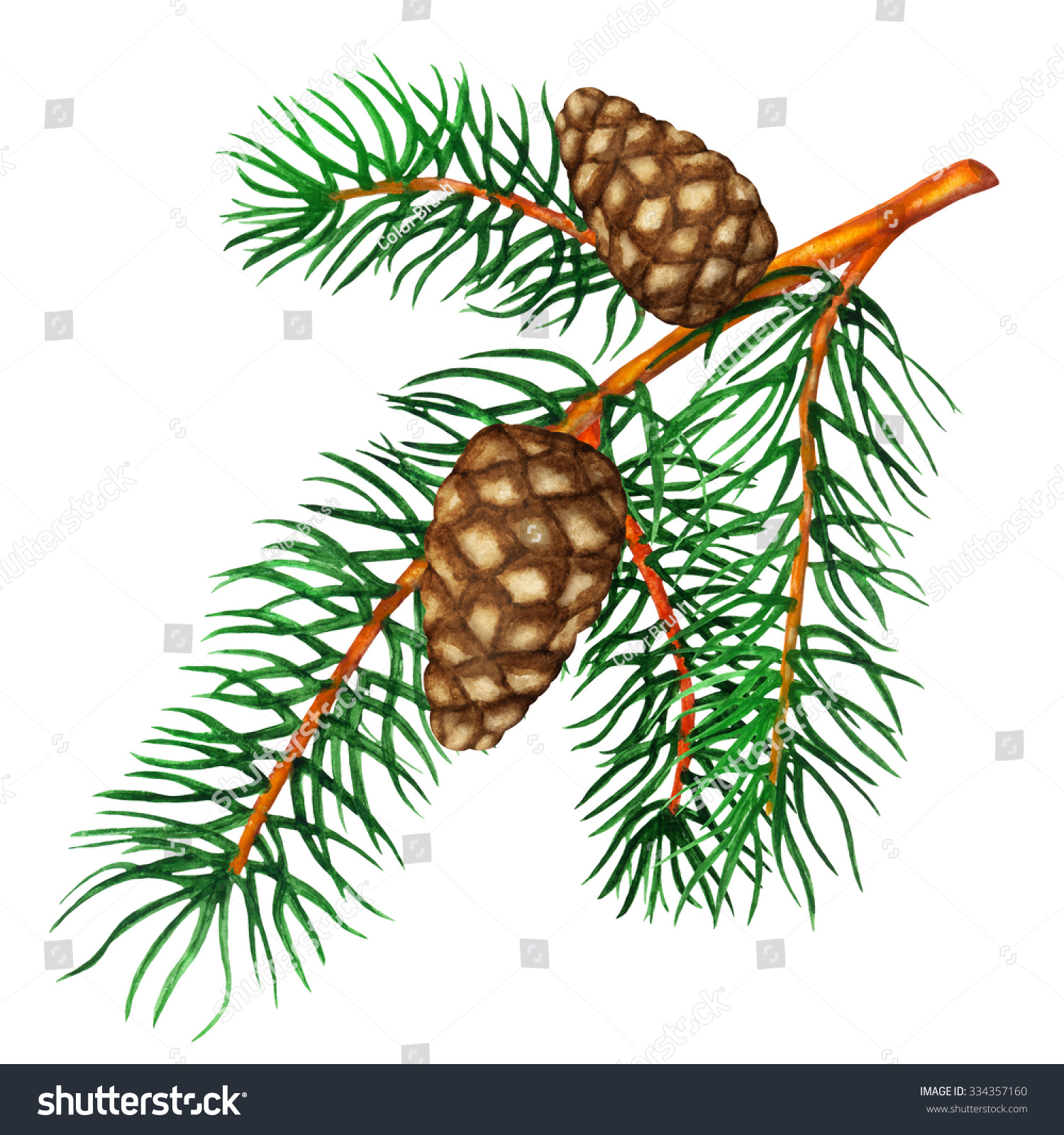 watercolor-pine-tree-branch-cones-closeup-stock-illustration-334357160