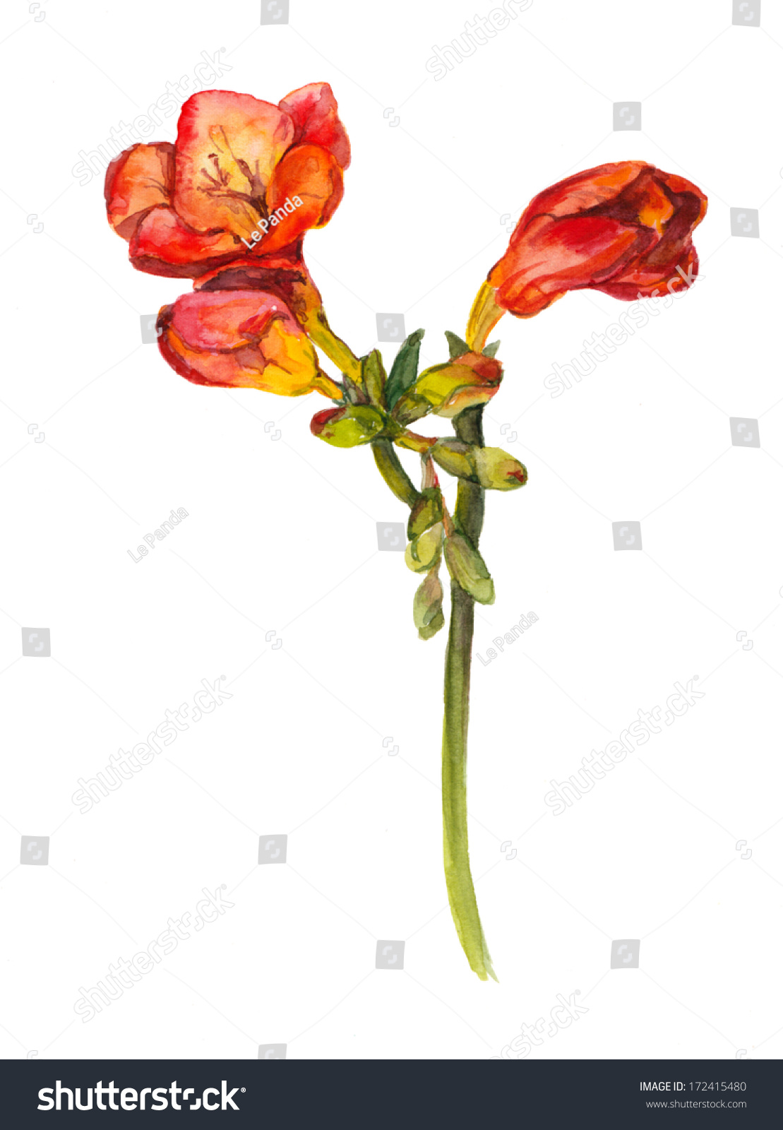 Freesia Flower Drawing Watercolour drawing  red freesia flower stock 