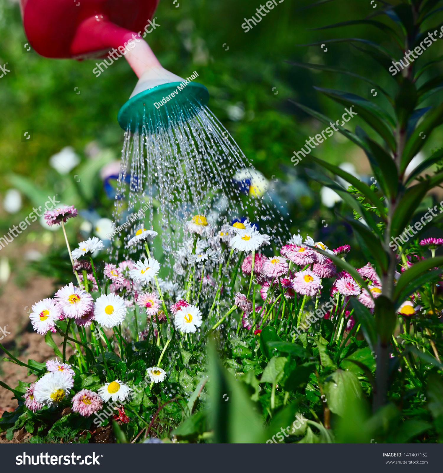 Watering Flowers Stock Photo 141407152 Shutterstock