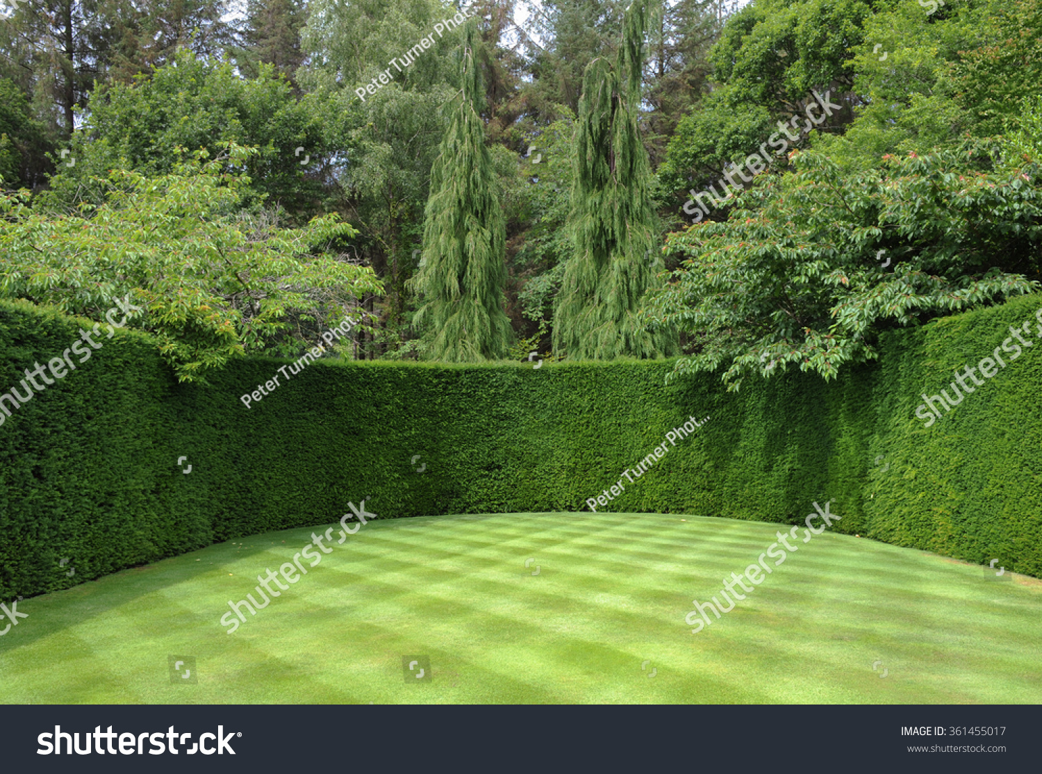 Well Manicured Lawn With A Checkerboard Pattern And A Yew Hedge At