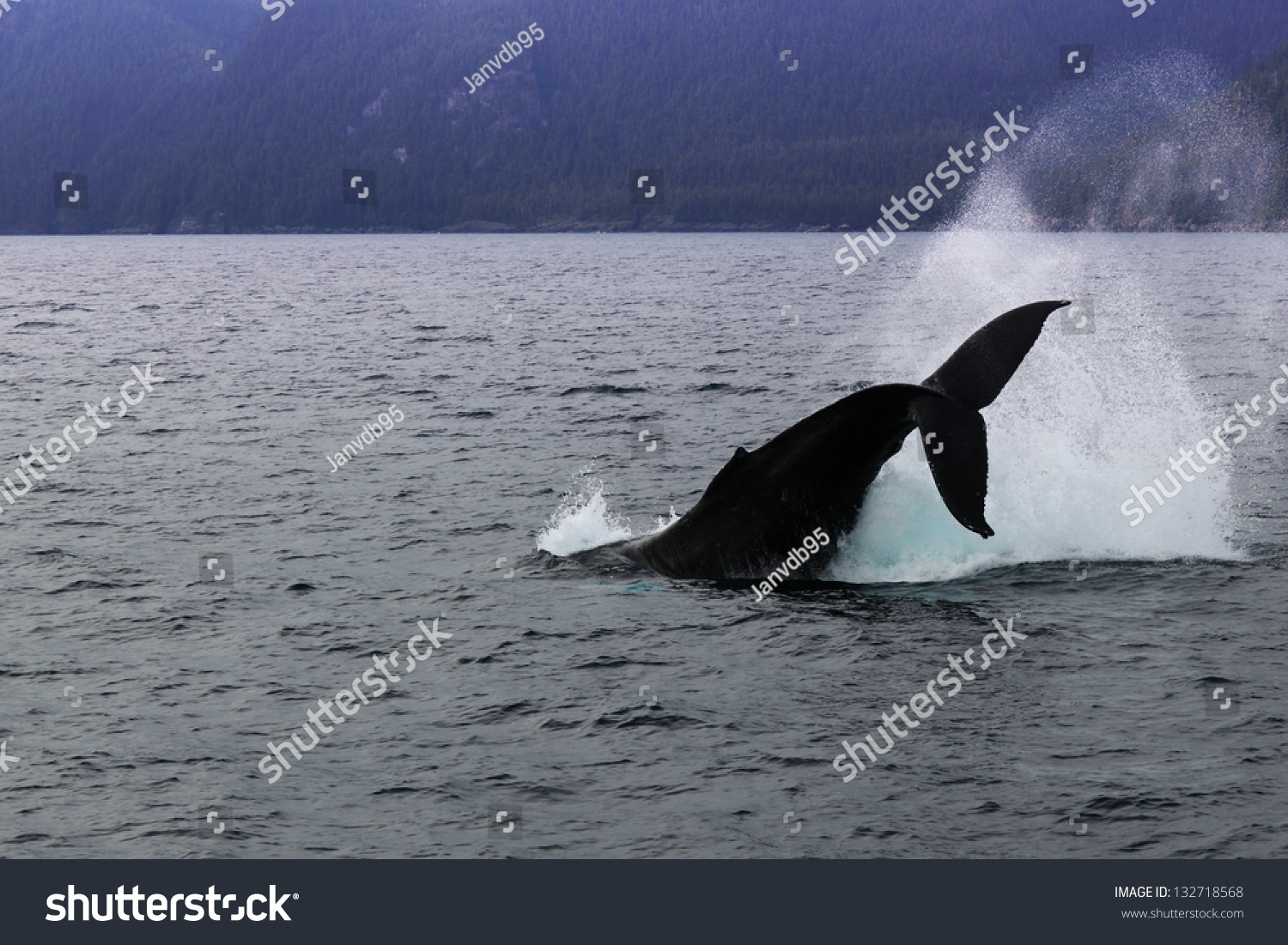 Whale tail Whale tail